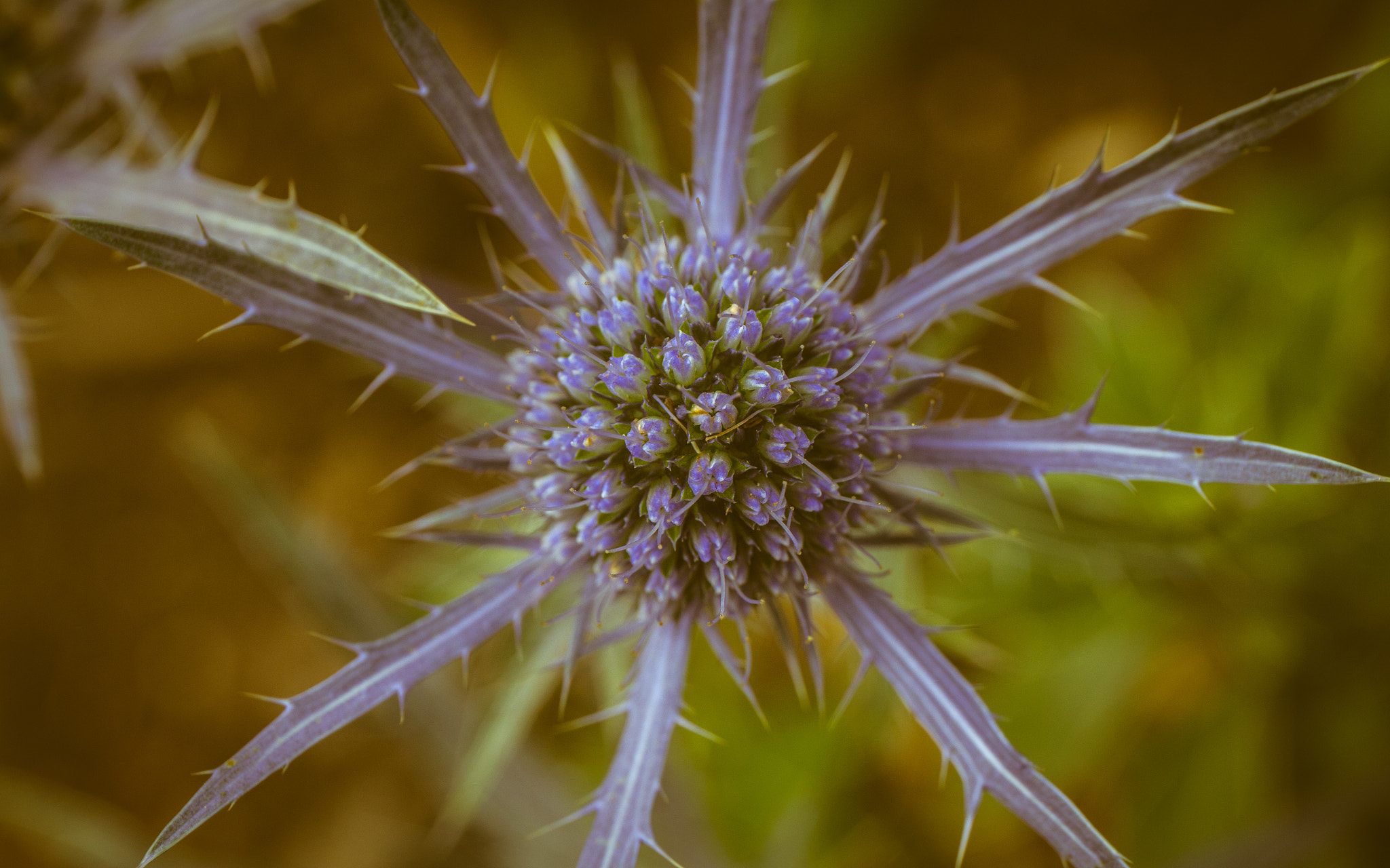 Canon EF 24-70mm F4L IS USM sample photo. Sea holly photography