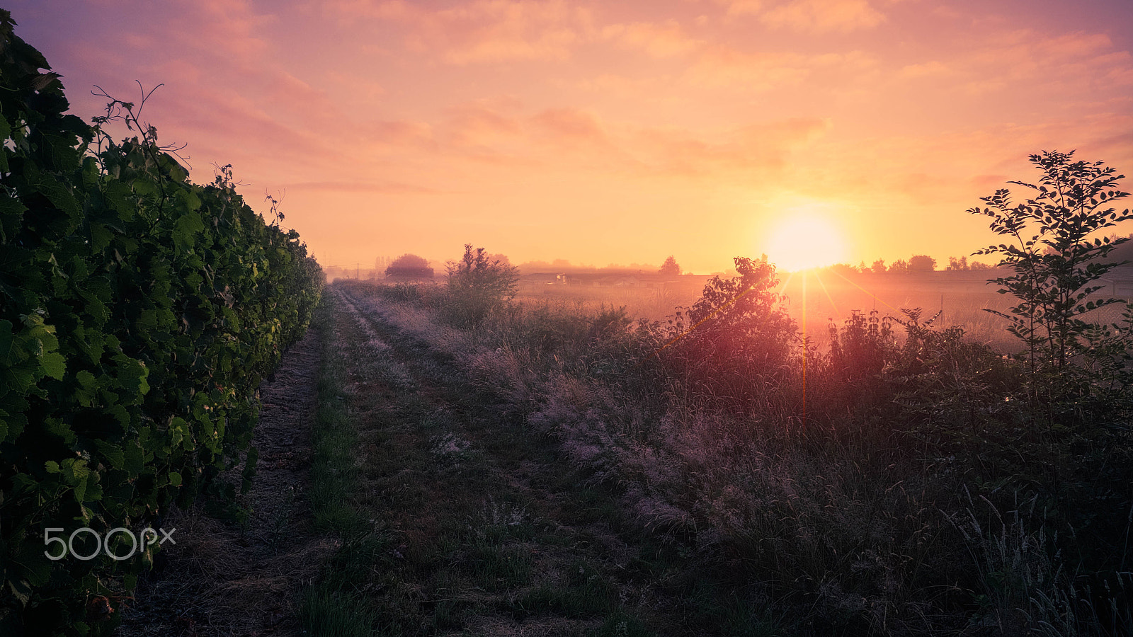 Fujifilm X-E2 + Fujifilm XF 14mm F2.8 R sample photo. Vignes salignac photography