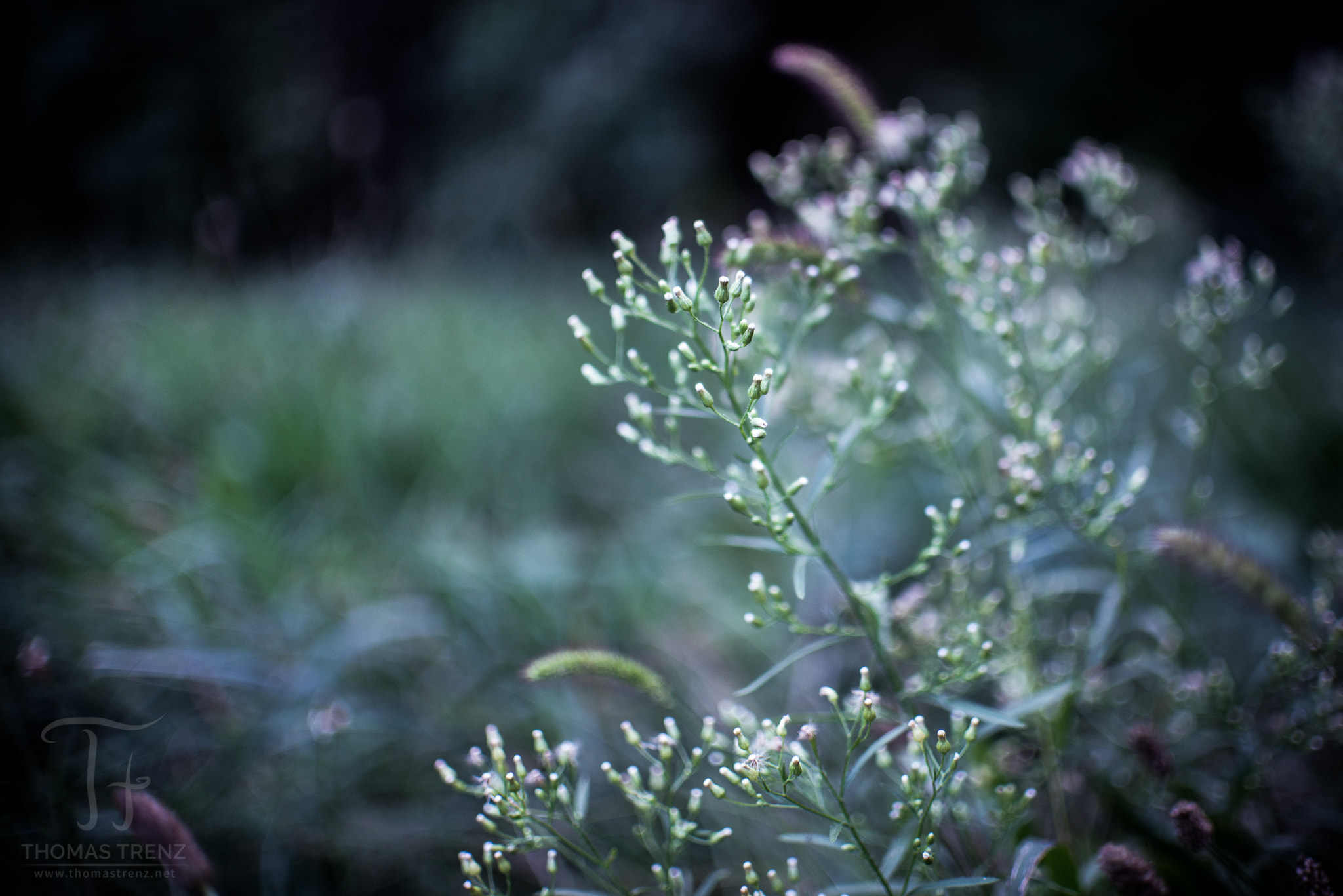 Nikon D600 + Nikon AF-S DX Nikkor 35mm F1.8G sample photo. Light nature photography