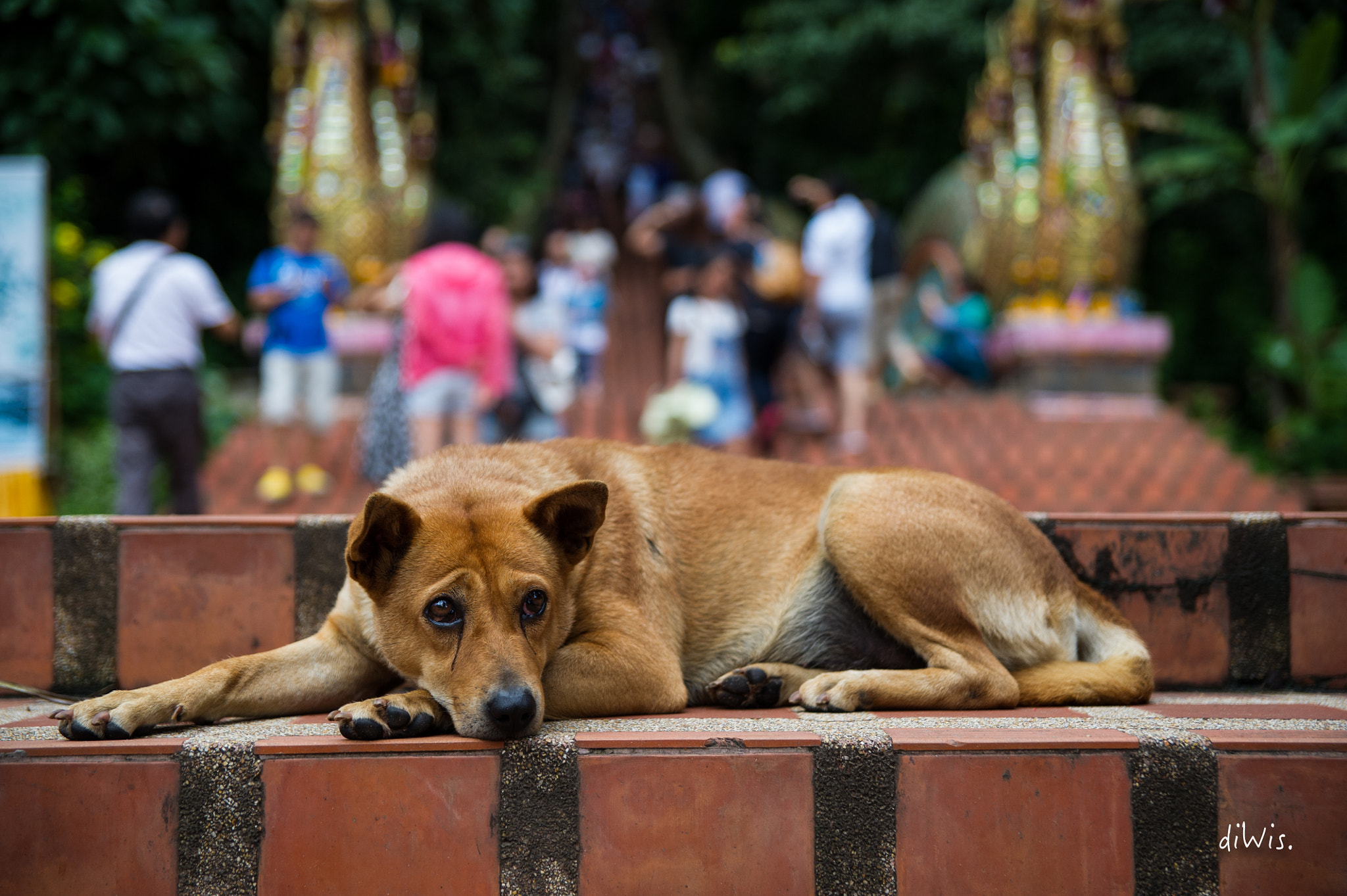 Sigma 24-70mm F2.8 EX DG HSM sample photo. Chiang mai photography