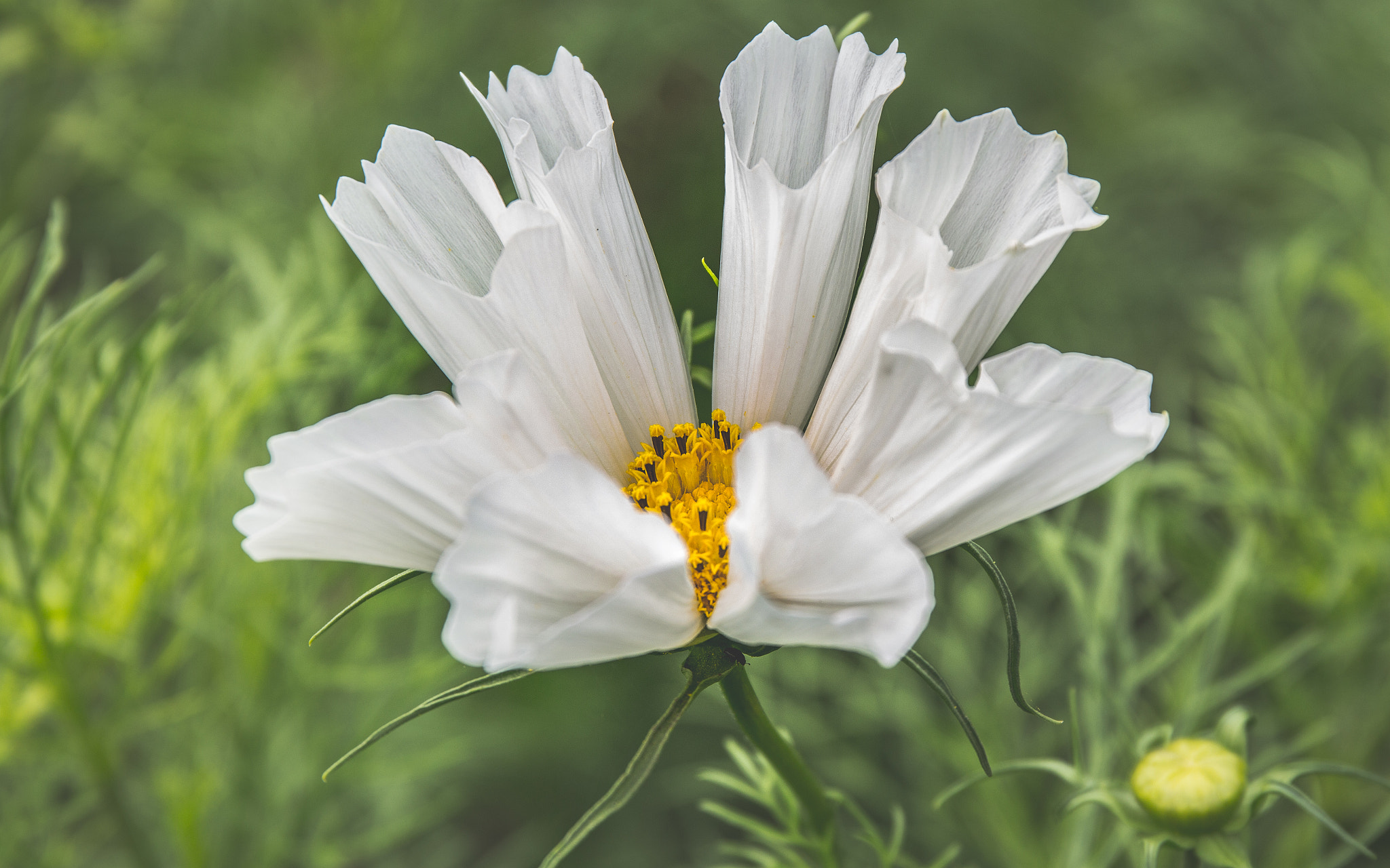 Canon EF 24-70mm F4L IS USM sample photo. Sing to me of beauty's spring photography