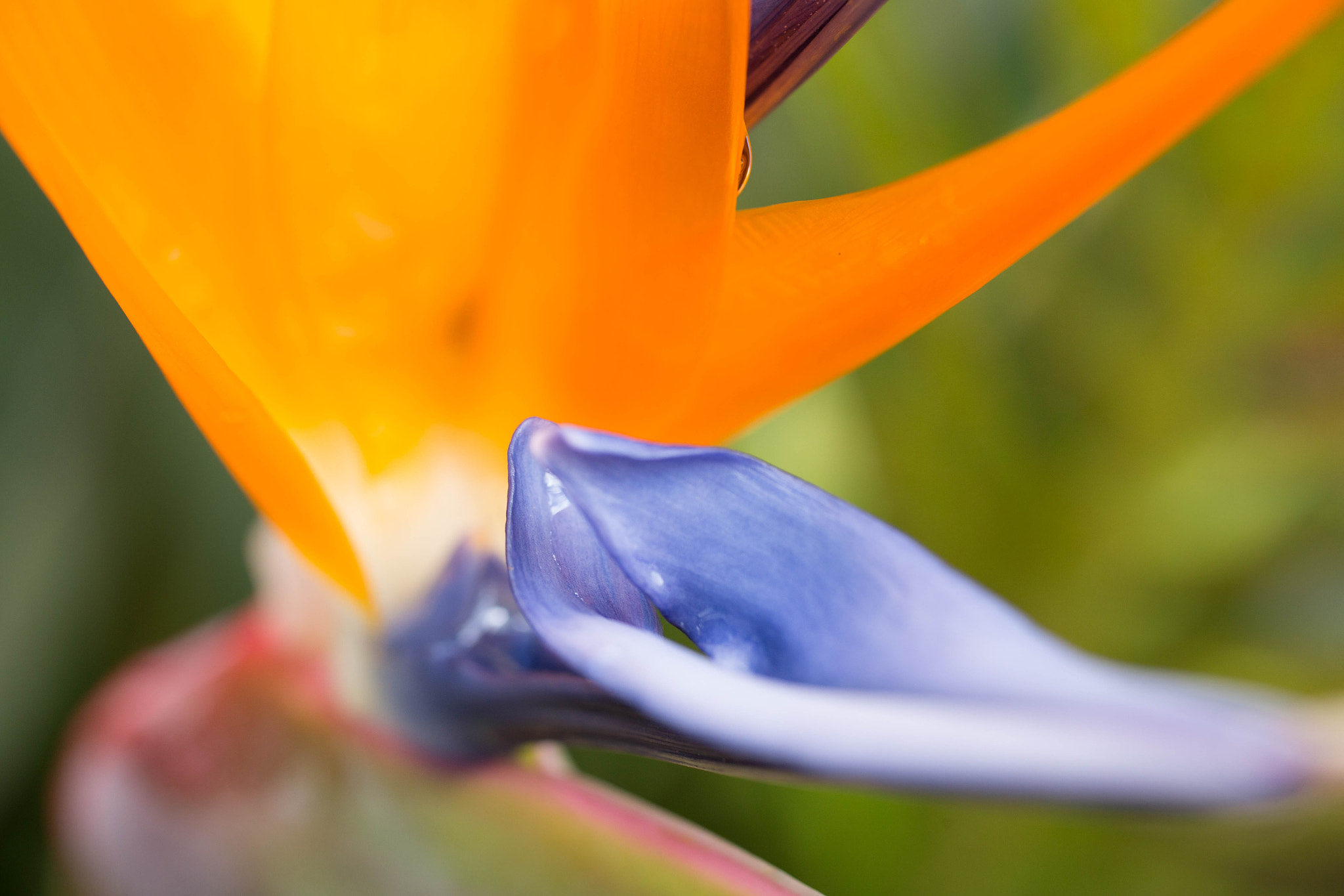 Canon EF 50mm F2.5 Macro sample photo. Hawaii photography