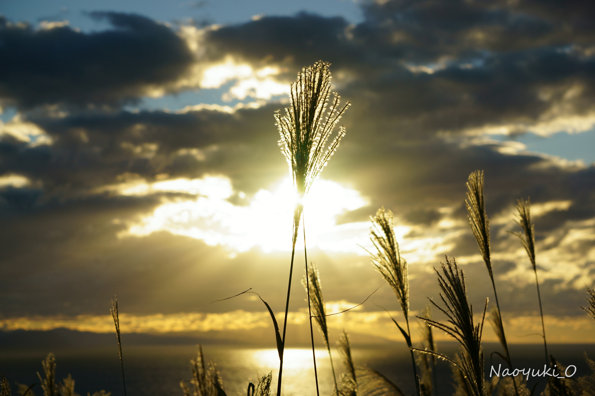 Sony a5100 sample photo. Gold grasses photography