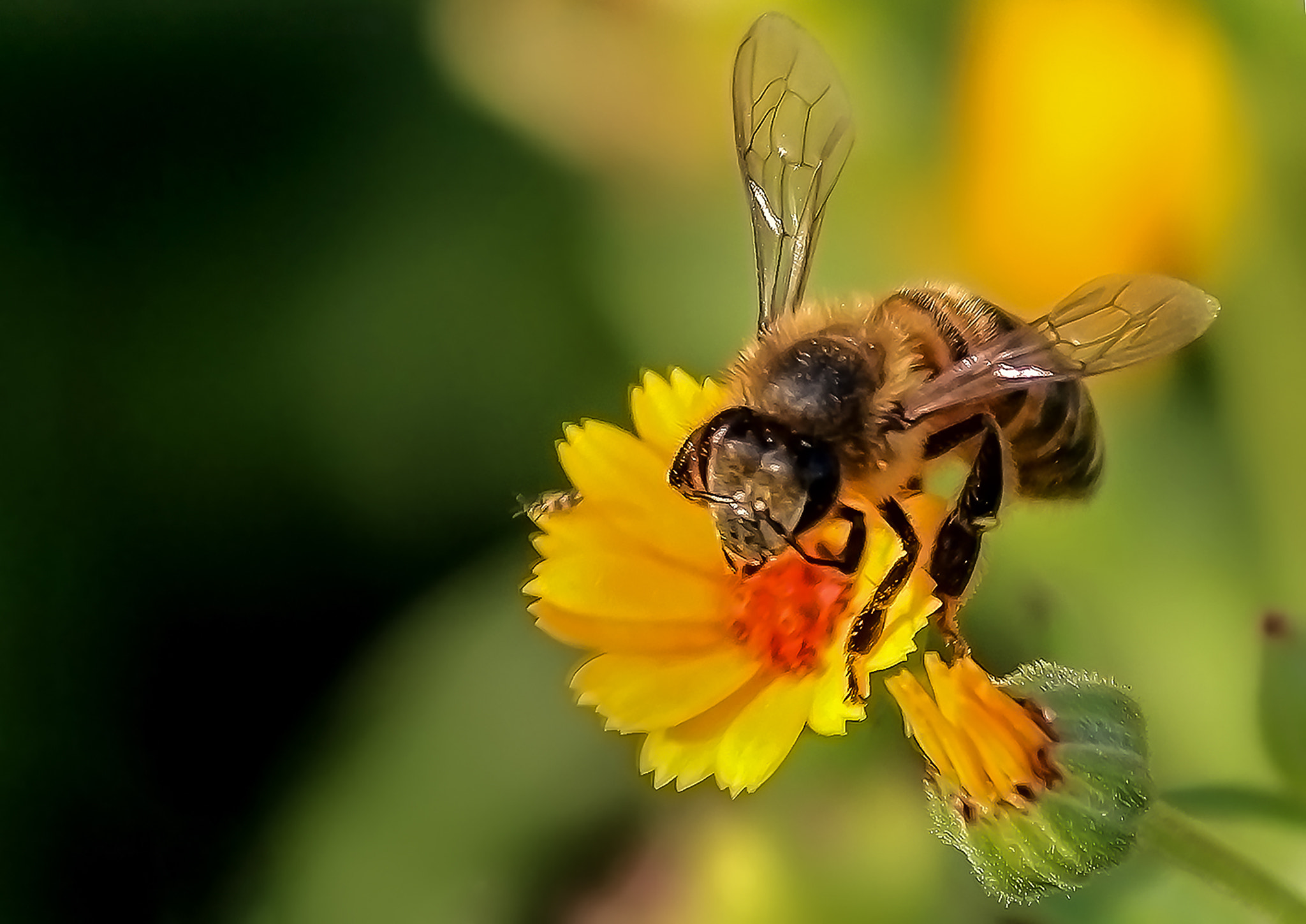 IS II sample photo. Honey bee. photography