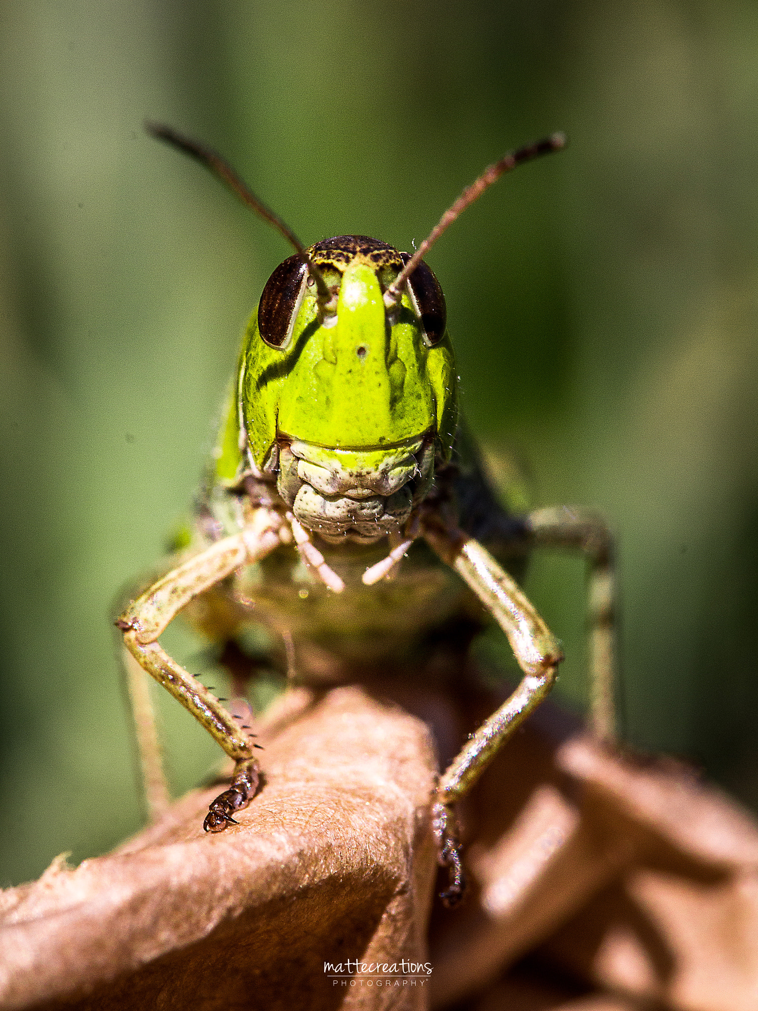 Canon EOS 60D + Canon EF 100mm F2.8L Macro IS USM sample photo. Hello! photography