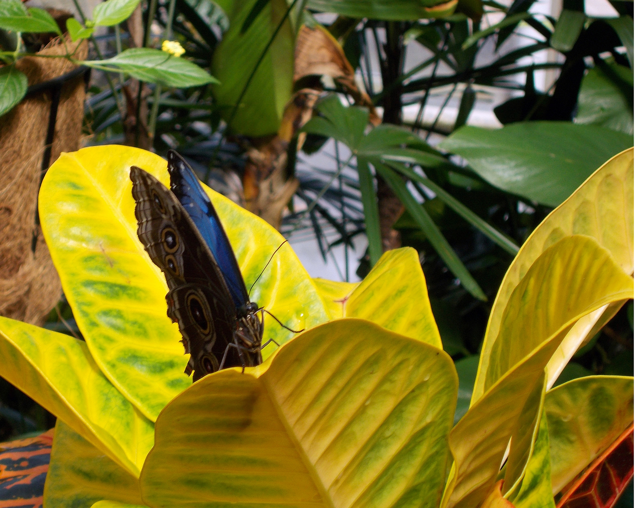 Nikon COOLPIX L27 sample photo. Butterfly on golden plant photography