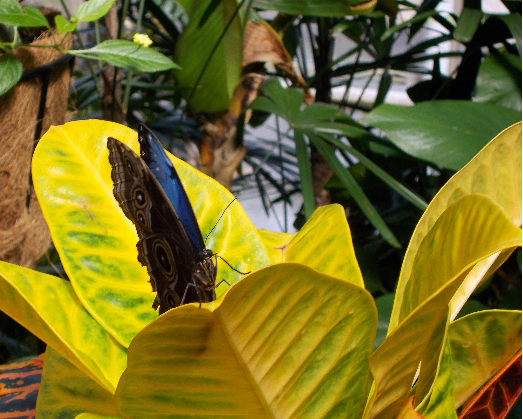 Nikon COOLPIX L27 sample photo. Butterfly on golden plant photography