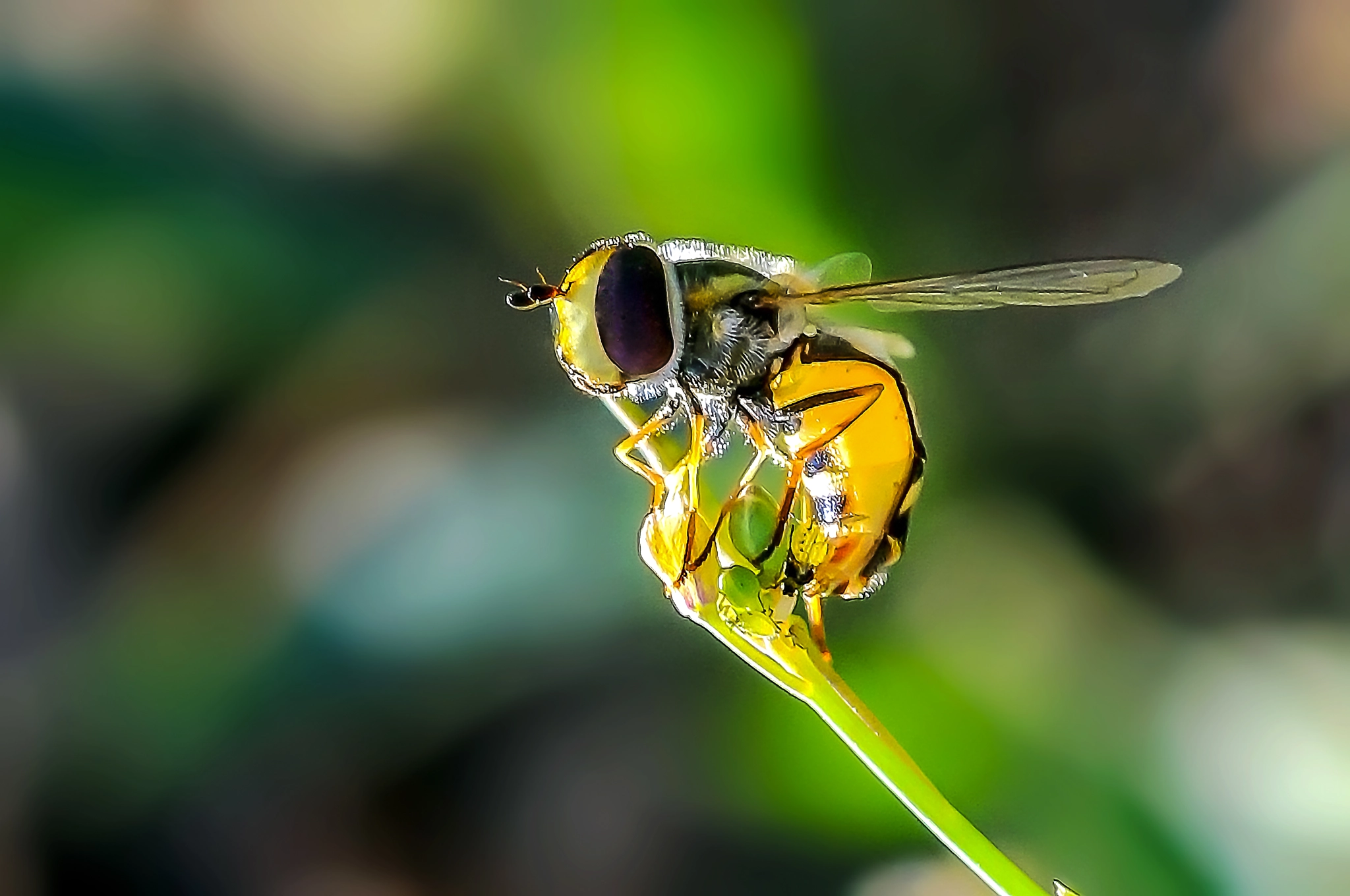 Canon EOS 600D (Rebel EOS T3i / EOS Kiss X5) + Canon EF 100mm F2.8 Macro USM sample photo. Hover fly. photography