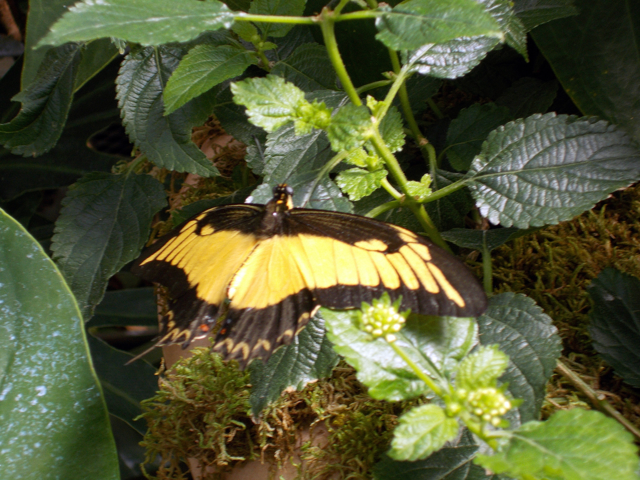 Nikon COOLPIX L27 sample photo. Butterfly on green photography