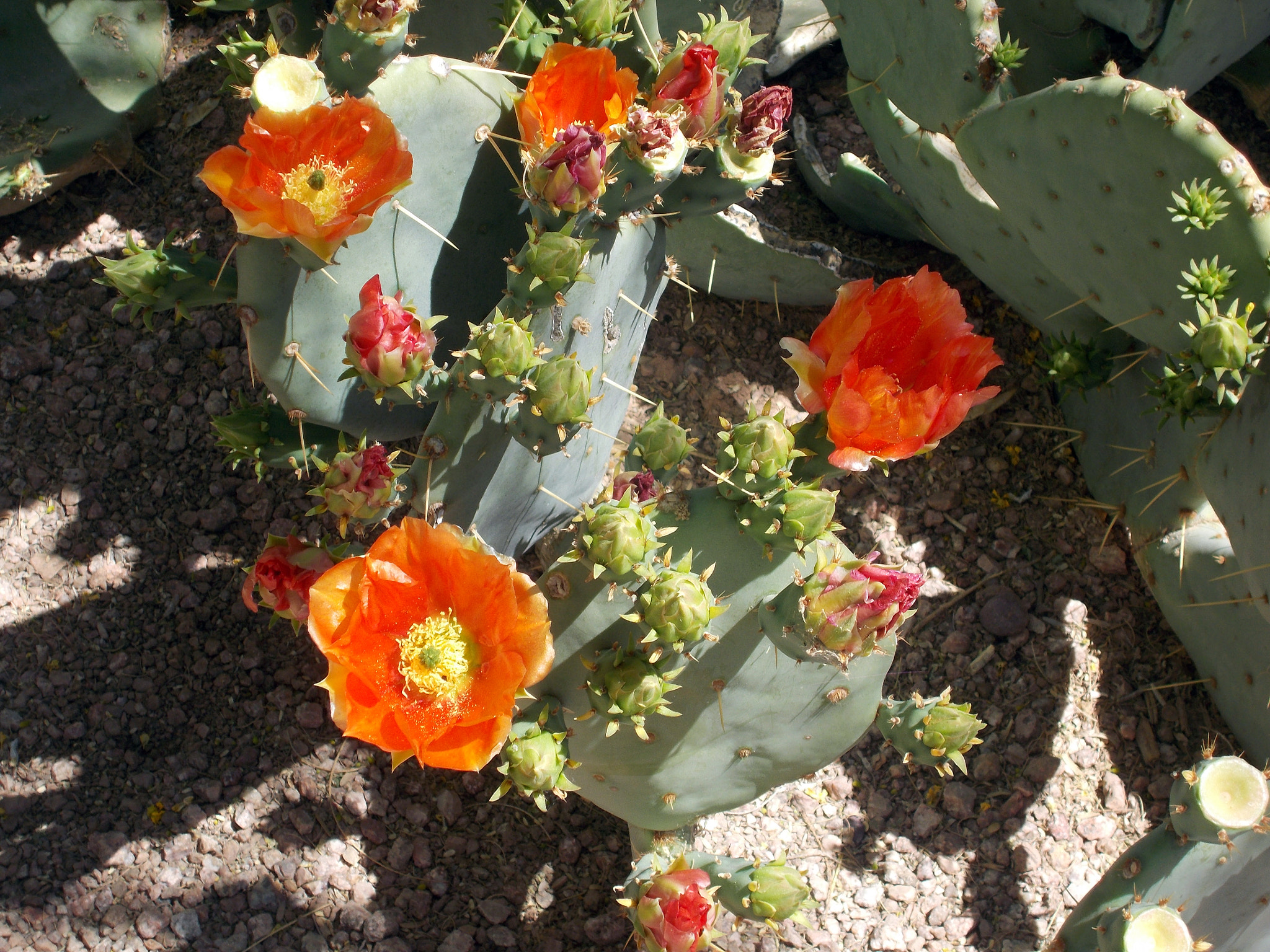 Nikon COOLPIX L27 sample photo. Cactus in bloom photography