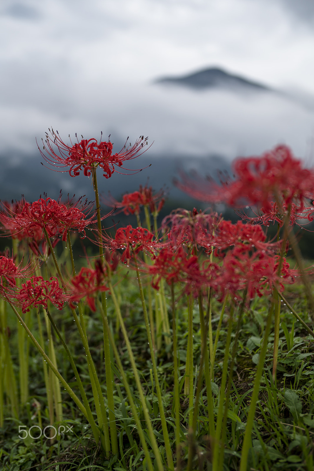 Sony a7R II + Sony Planar T* 50mm F1.4 ZA SSM sample photo. Terasaka tanada (dsc6530) photography