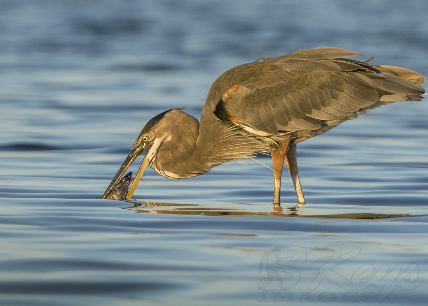 Nikon D7200 + Sigma 500mm F4.5 EX DG HSM sample photo. Plea (great blue heron) photography