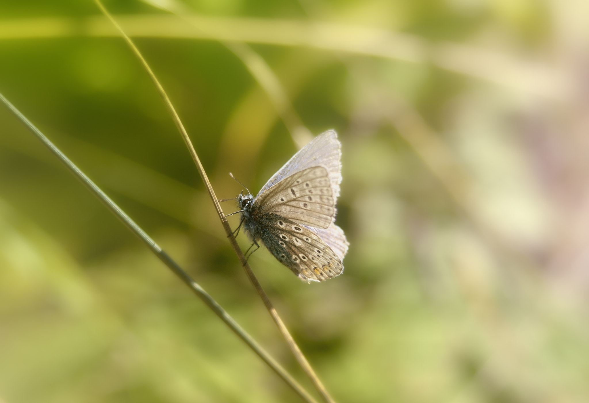 Minolta AF 28-80mm F4-5.6 sample photo. Common blue photography