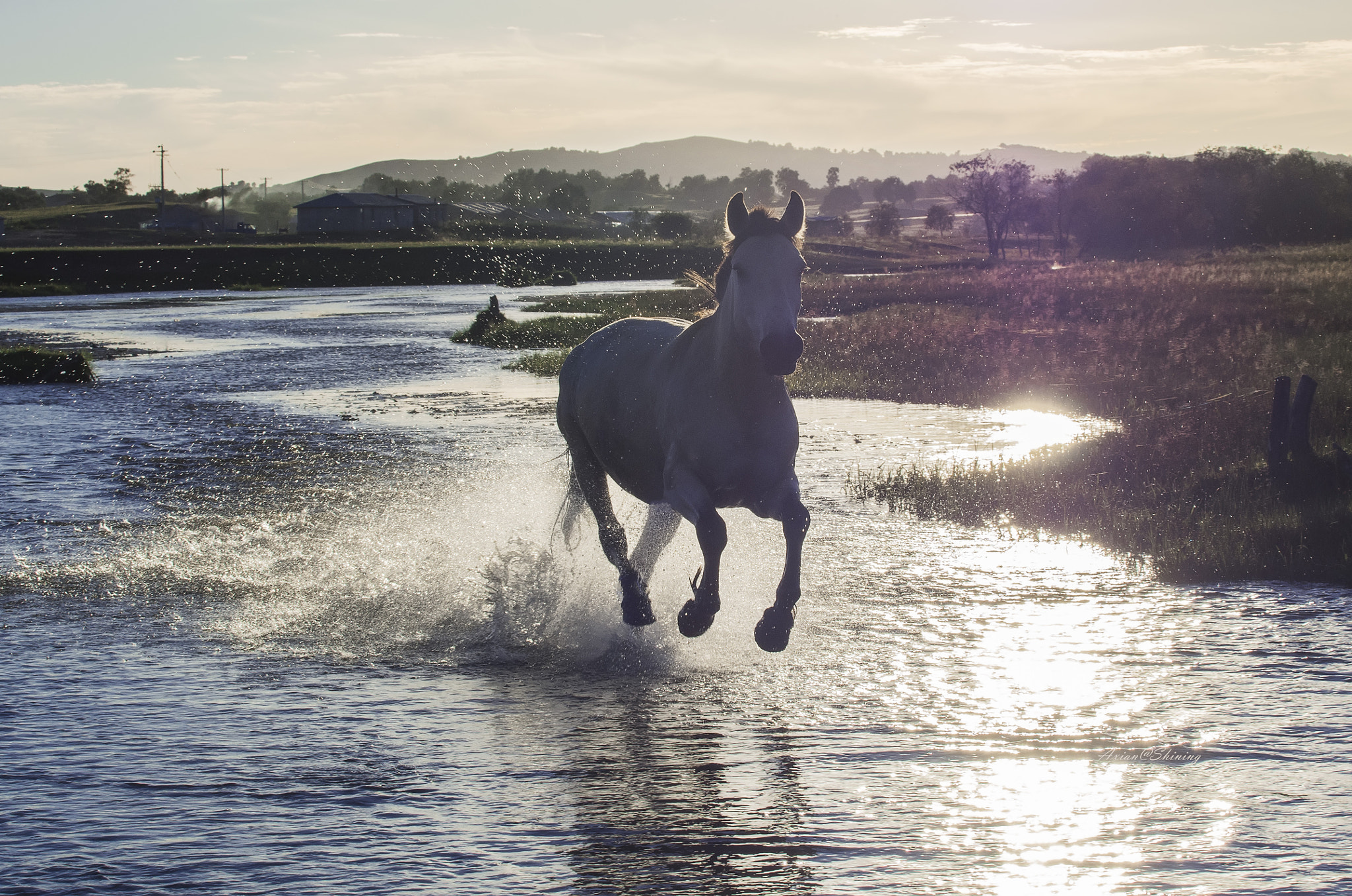 Olympus OM-D E-M5 + Olympus M.Zuiko Digital ED 40-150mm F2.8 Pro sample photo. Running white horse photography