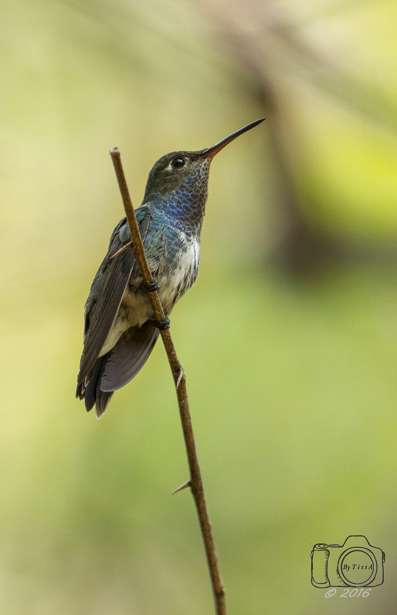 Canon EF 400mm F2.8L IS USM sample photo. Beija flor de  peito azul photography