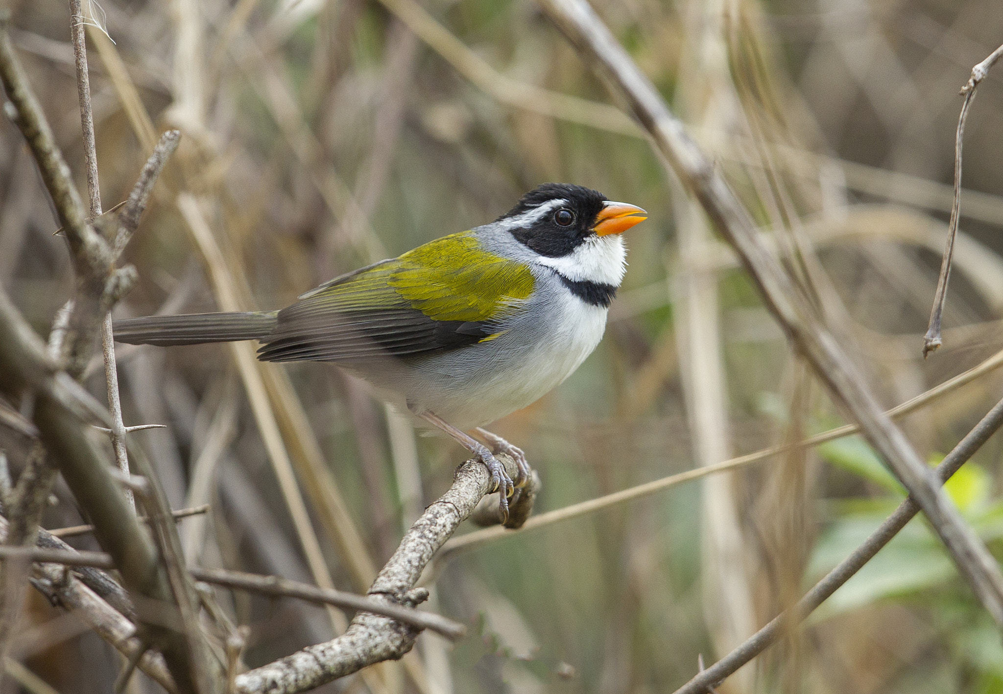 Canon EF 400mm F2.8L IS USM sample photo. Tico tico de  bico amarelo photography