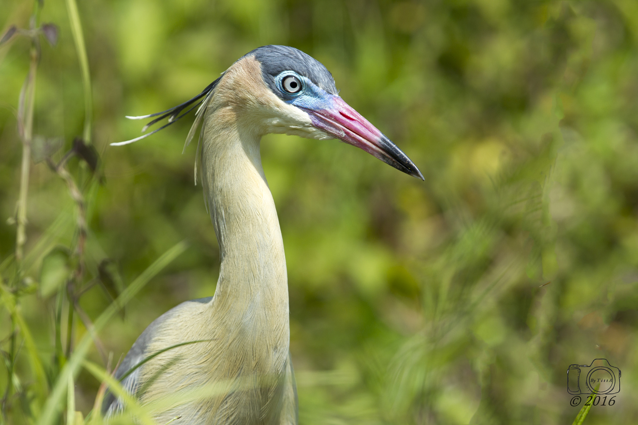 Canon EF 400mm F2.8L IS USM sample photo. Maria  faceira photography