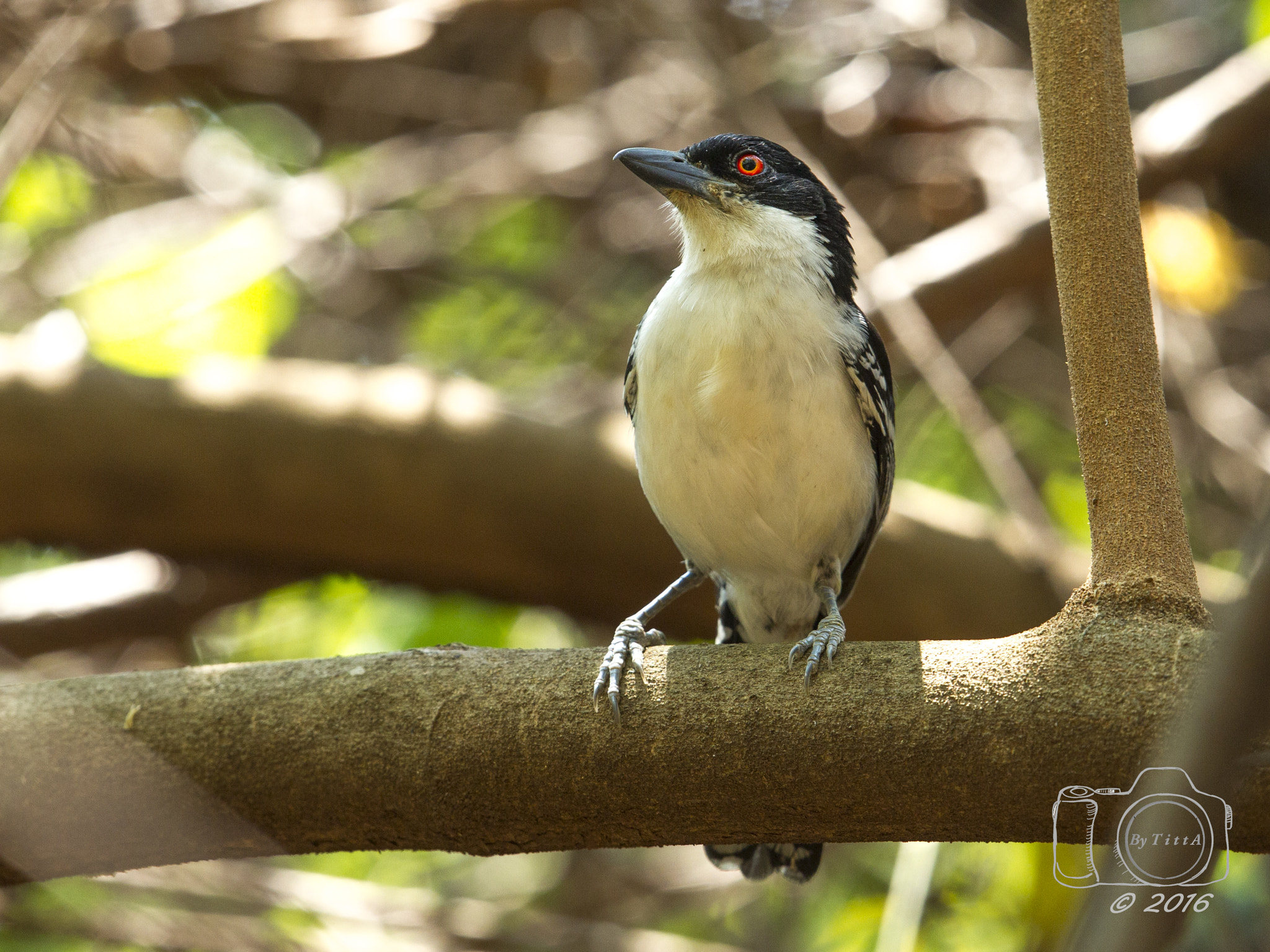 Canon EF 400mm F2.8L IS USM sample photo. Choró boi photography