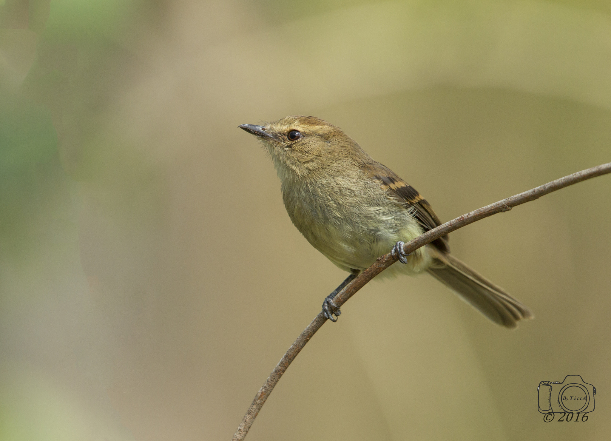 Canon EF 400mm F2.8L IS USM sample photo. Guaracavuçu photography