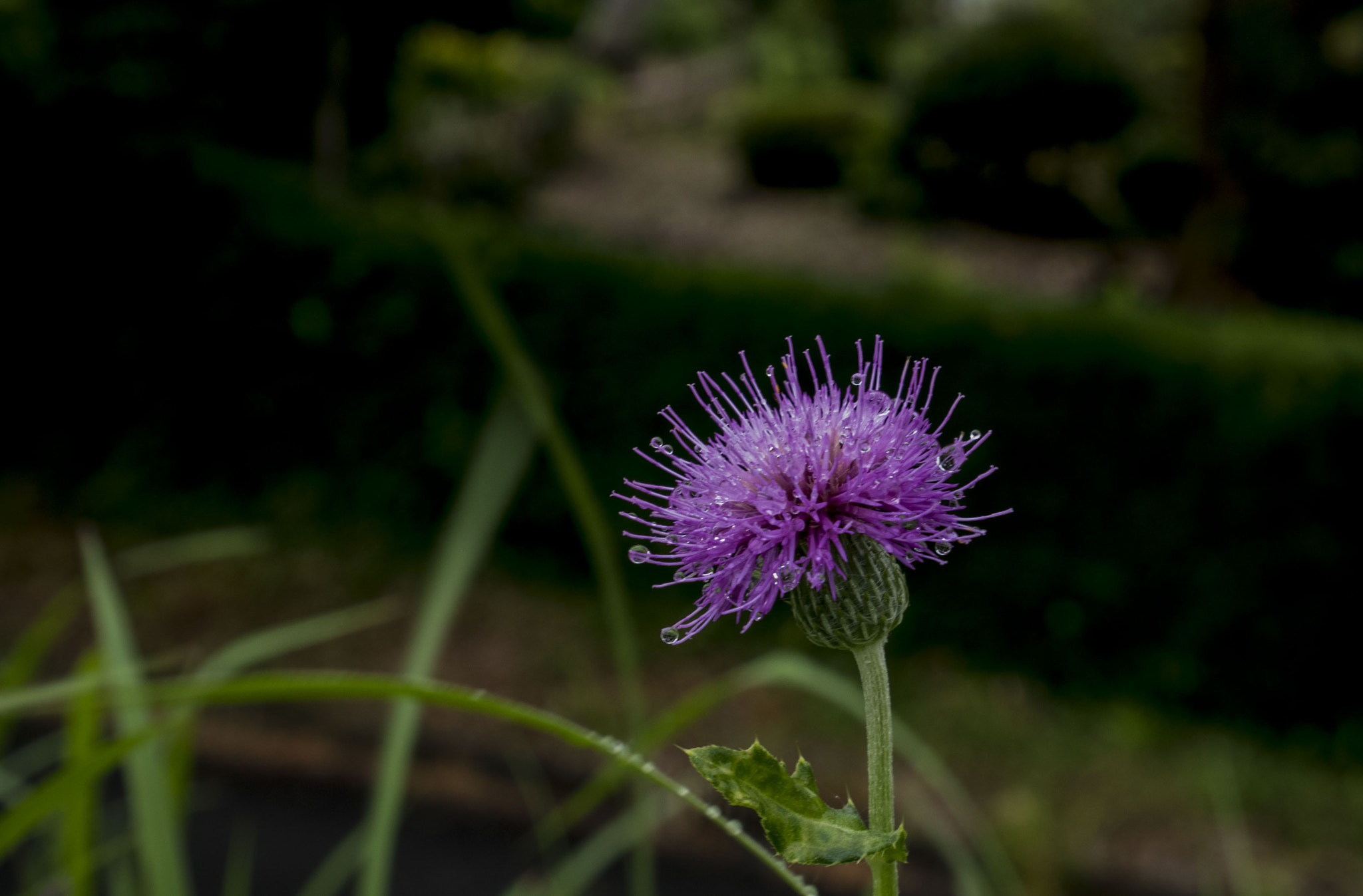 Panasonic Lumix DMC-GM5 sample photo. Thistle photography