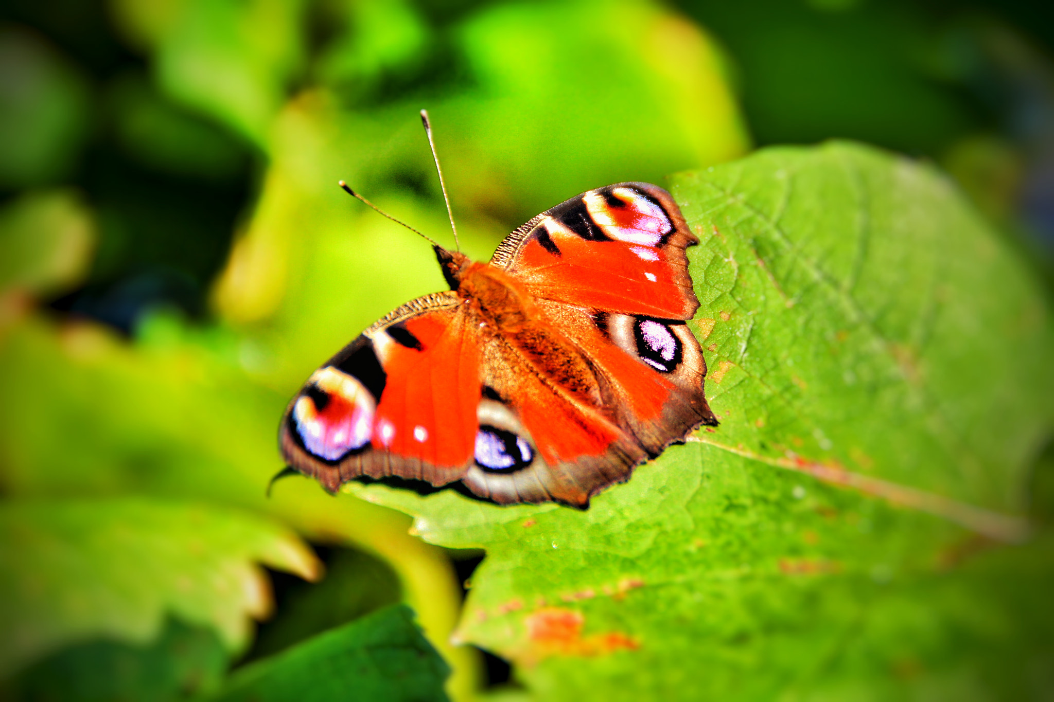 Canon EOS 650D (EOS Rebel T4i / EOS Kiss X6i) sample photo. Butterfly at end of summer photography