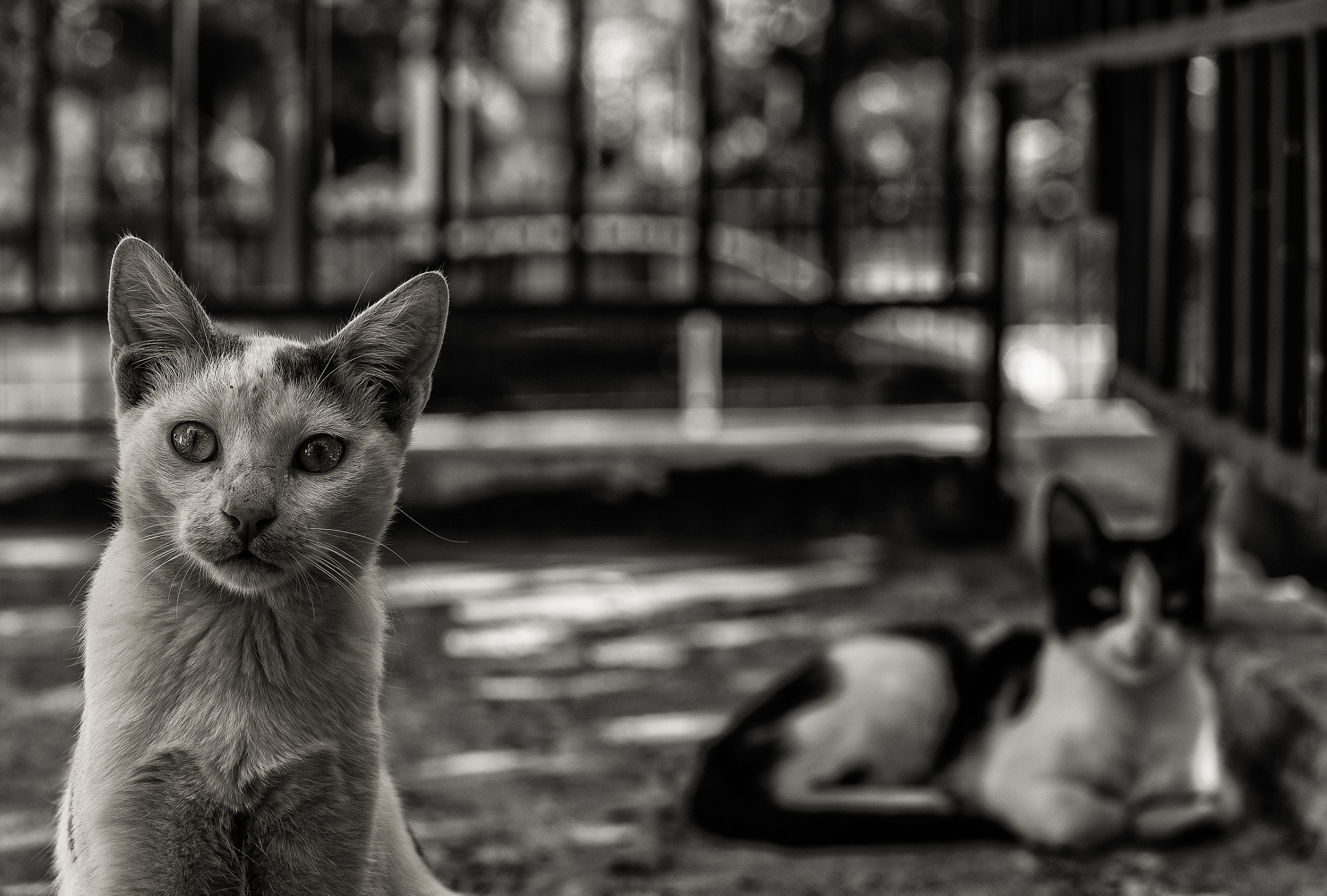 Olympus OM-D E-M1 + OLYMPUS 50mm Lens sample photo. Moustafina & co photography