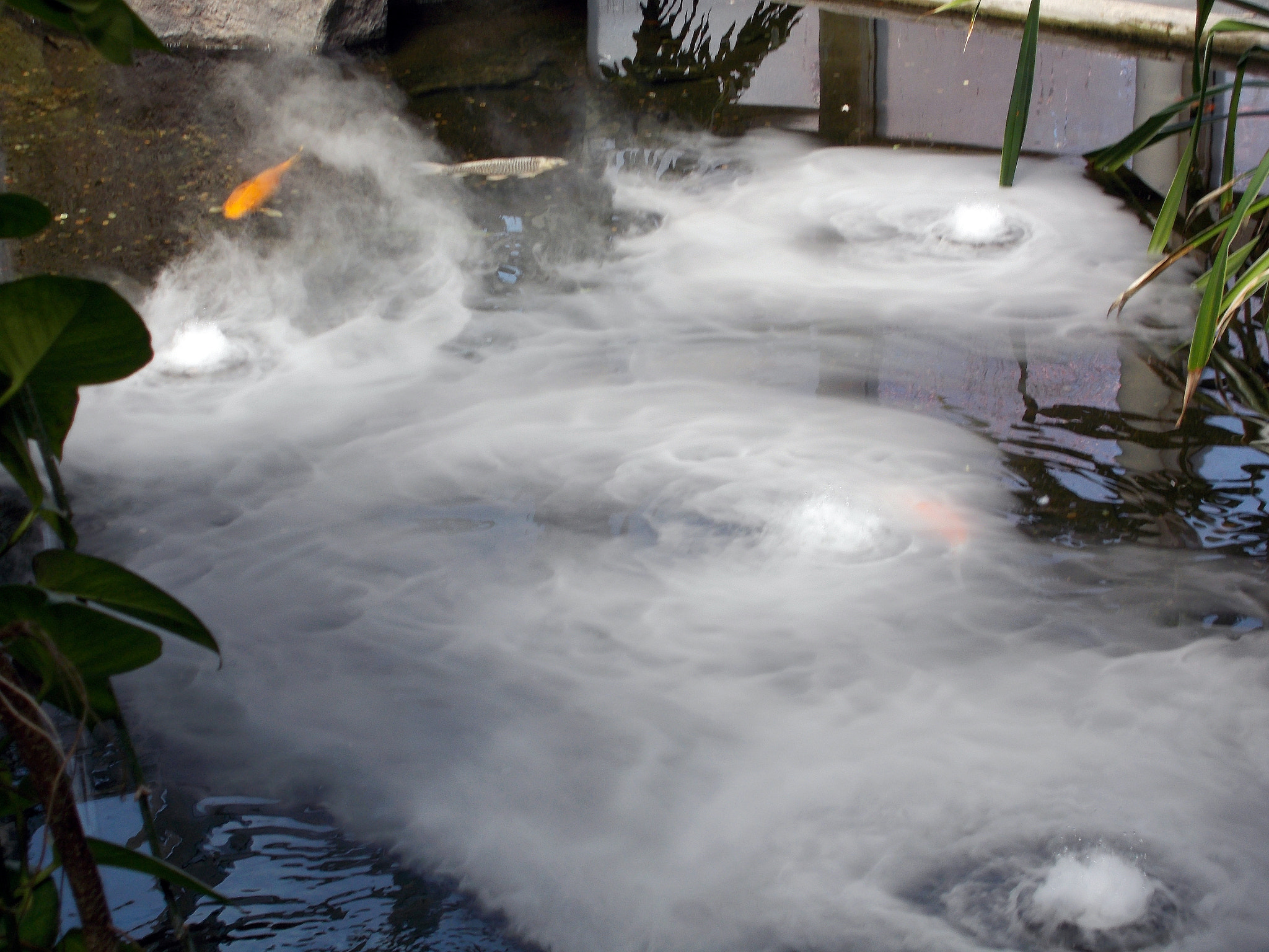 Nikon COOLPIX L27 sample photo. Goldfish in fog photography