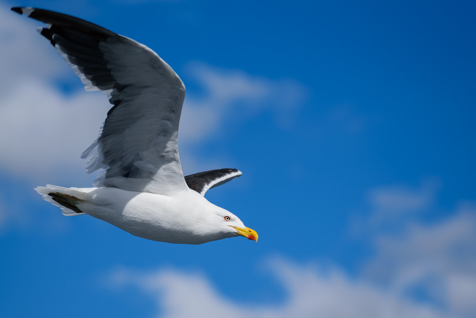 Nikon D750 + AF Nikkor 70-210mm f/4-5.6D sample photo. Seagull - nahuel huapi lake - bariloche - argentina photography