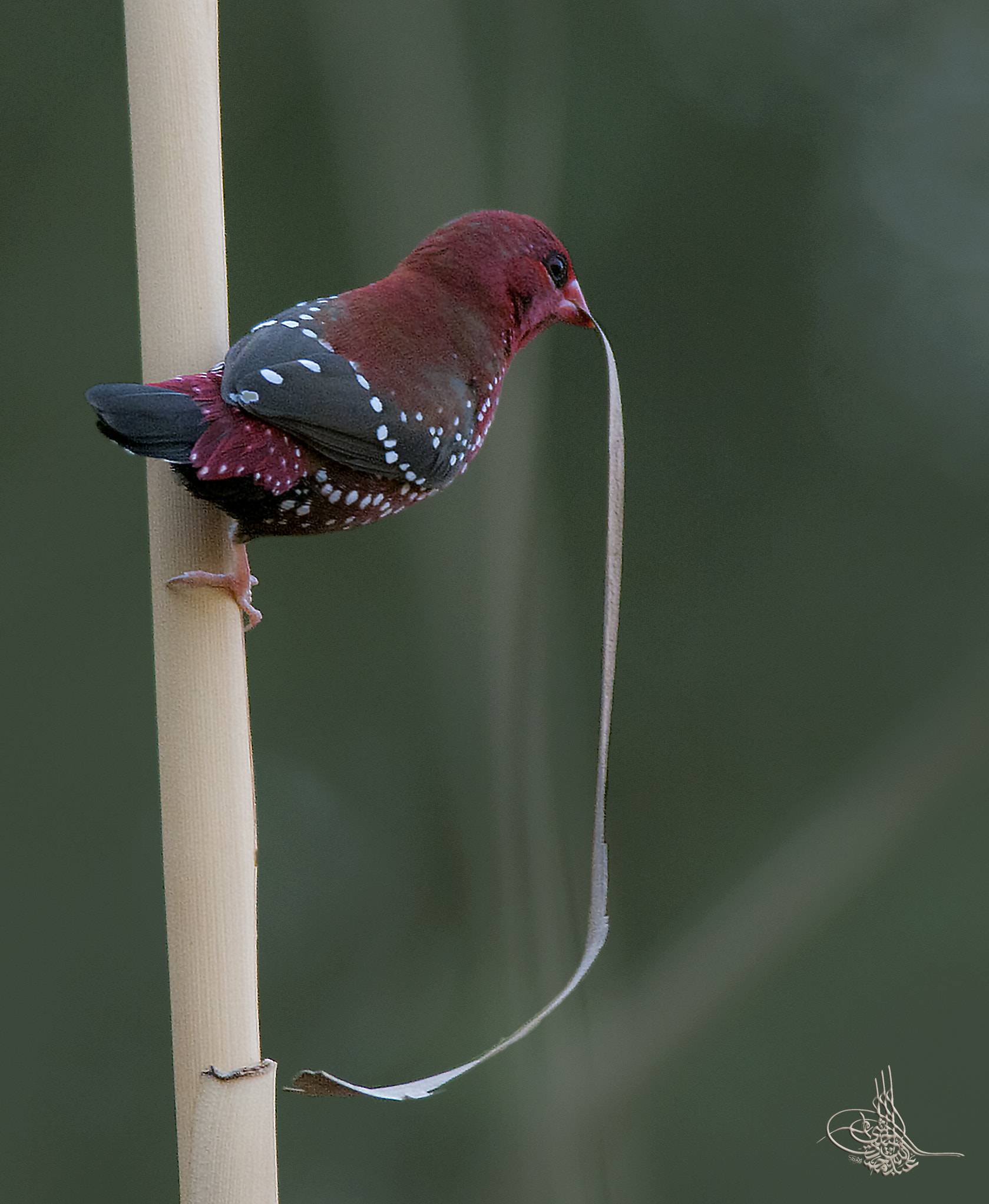 Nikon D300 + Nikon AF-S Nikkor 300mm F4D ED-IF sample photo. Red mania, male. photography