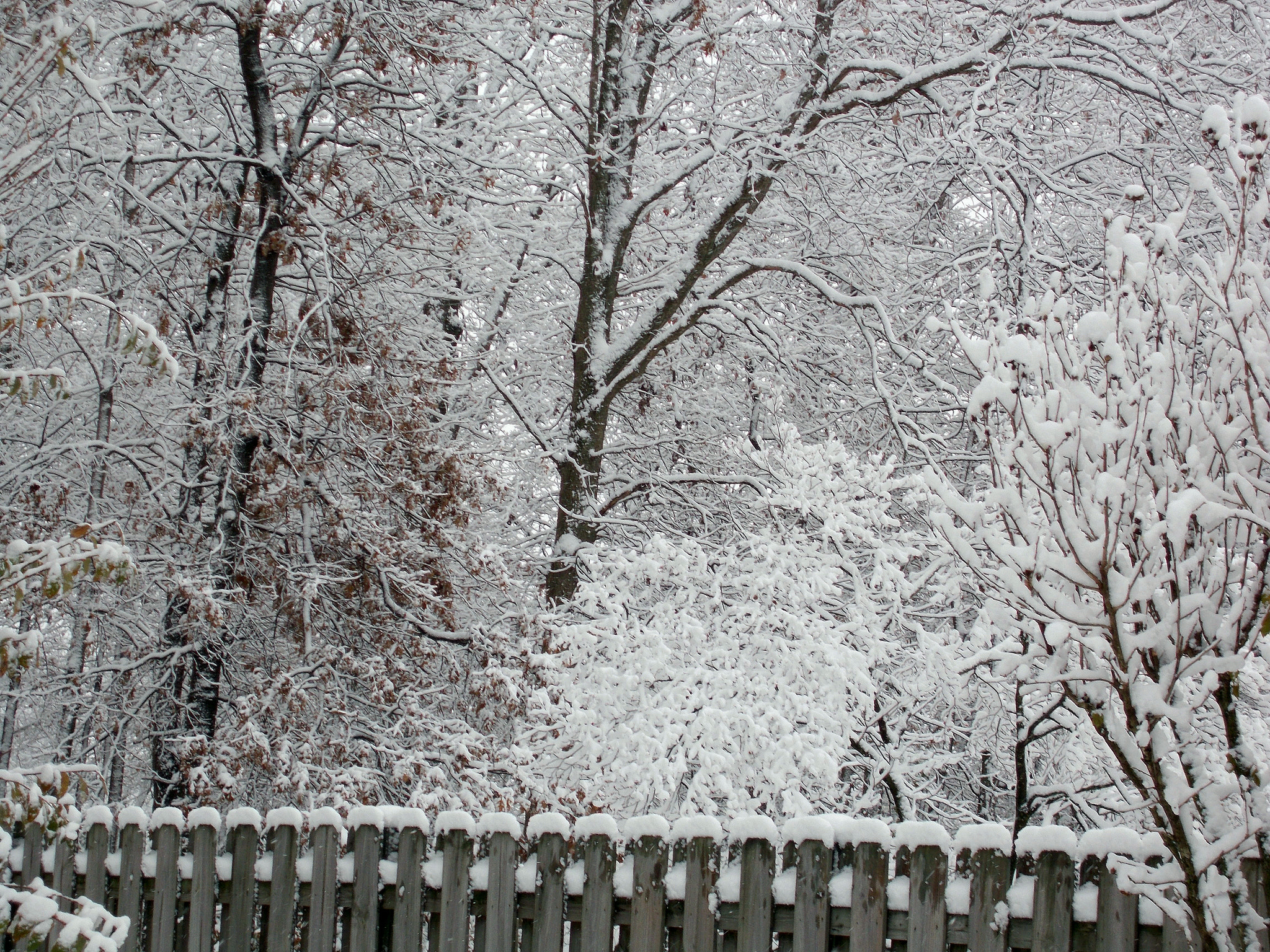 Nikon COOLPIX L27 sample photo. Over the winter fence photography