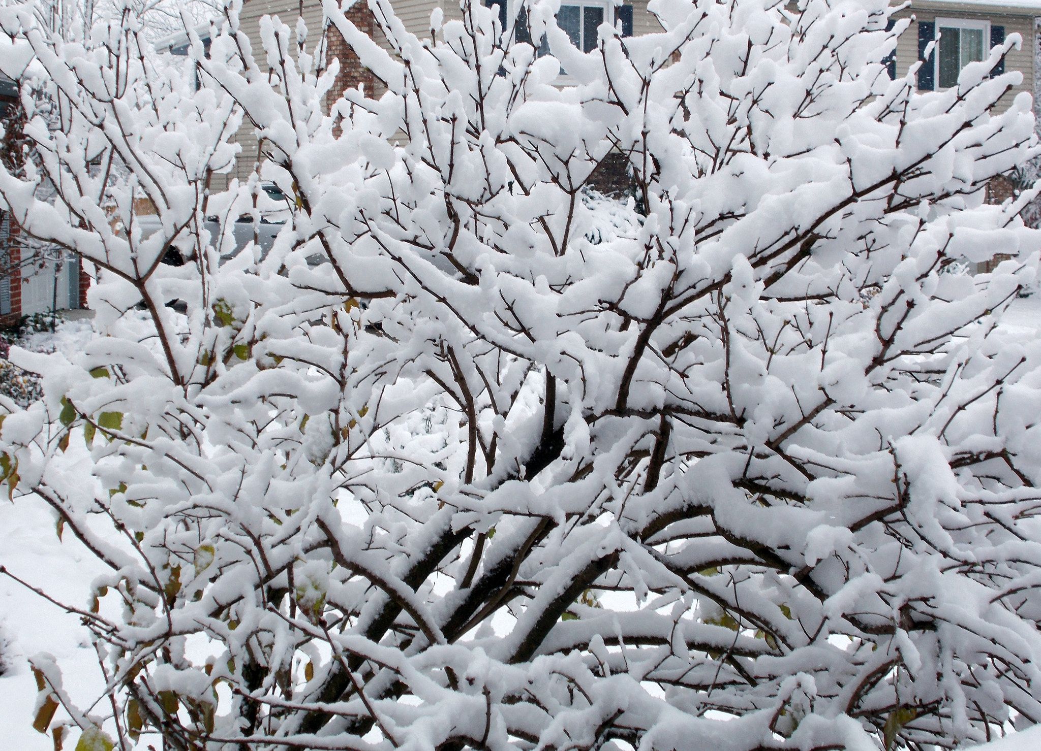 Nikon COOLPIX L27 sample photo. Tree of snow photography