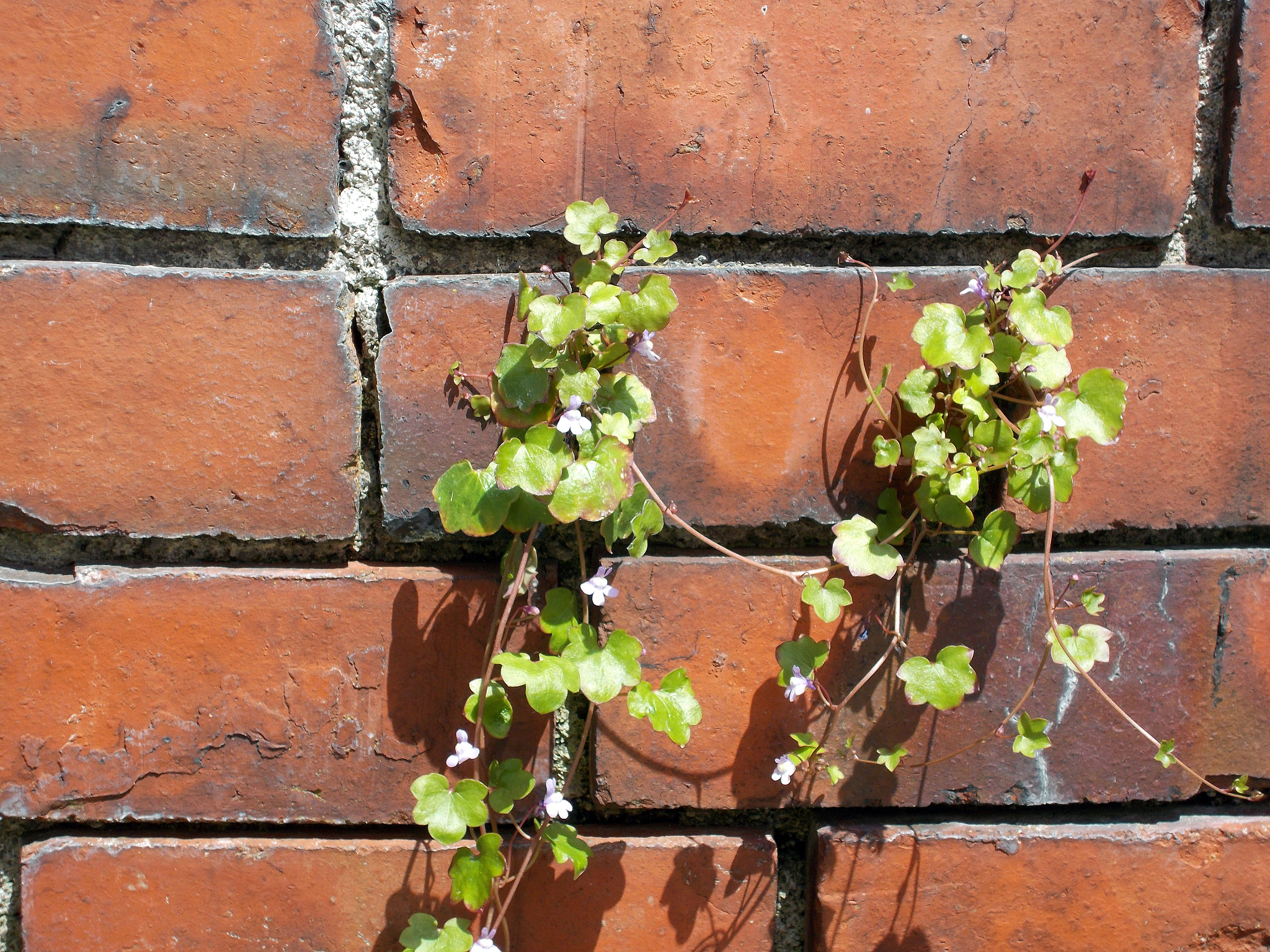 Nikon COOLPIX L27 sample photo. Vines on the wall photography