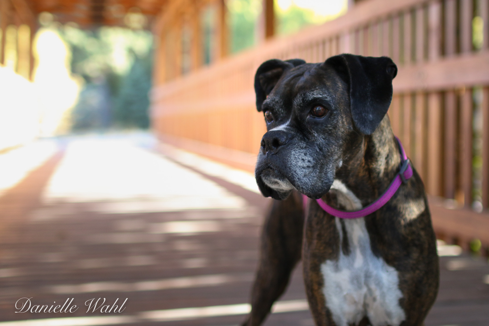 Sigma 30mm F1.4 EX DC HSM sample photo. Ea photography