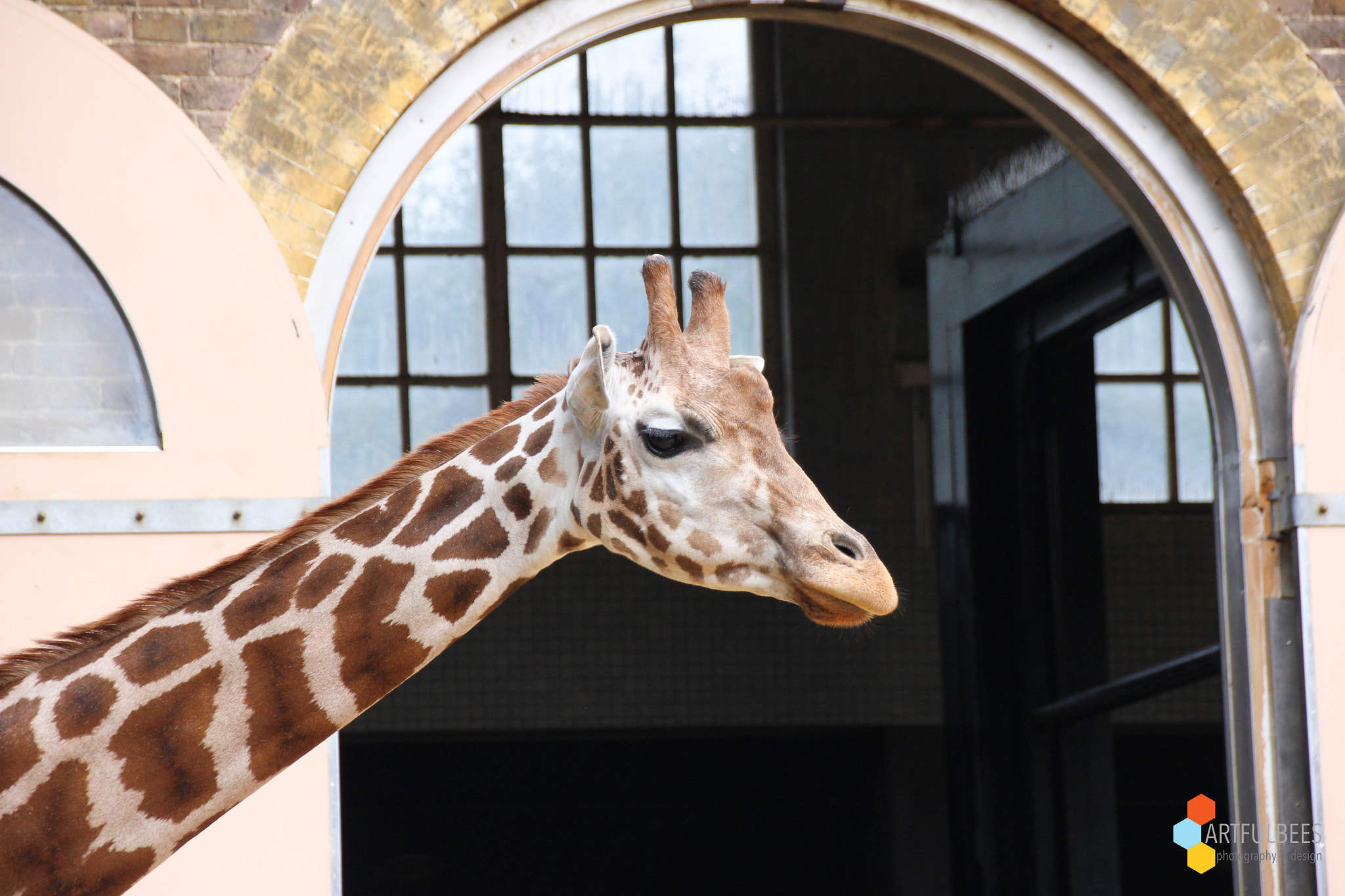 Sigma 18-250mm F3.5-6.3 DC OS HSM sample photo. Giraffe photography