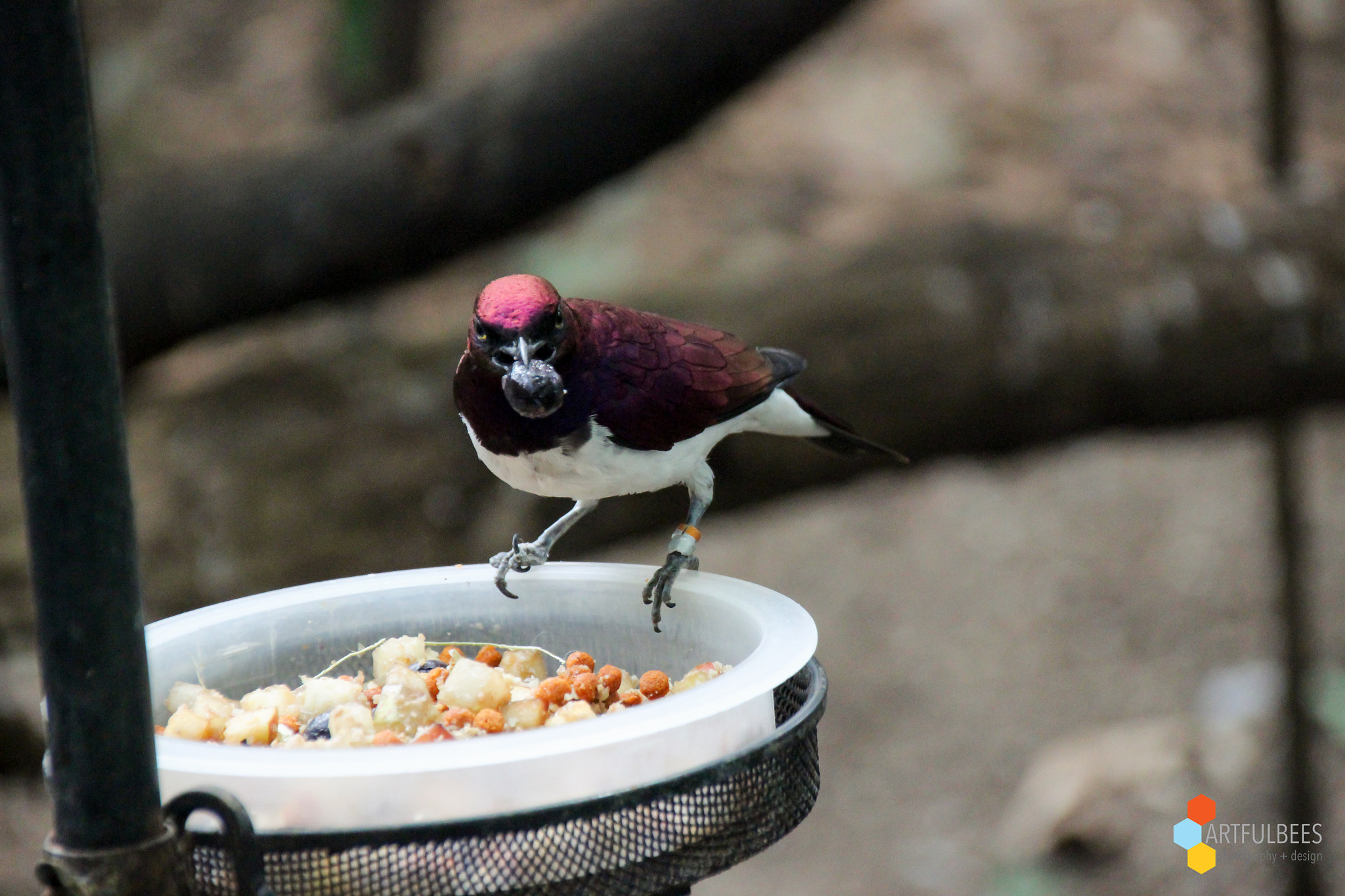 Sigma 18-250mm F3.5-6.3 DC OS HSM sample photo. Purple as a berry photography