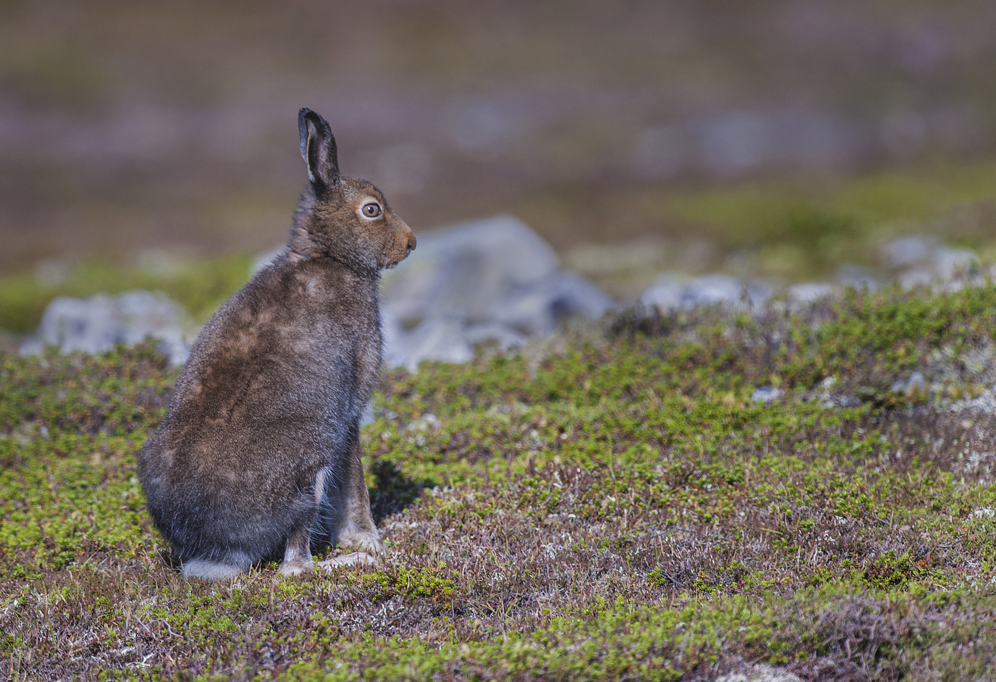 Nikon D700 + Nikon AF-S Nikkor 500mm F4G ED VR sample photo. Mountain hare photography