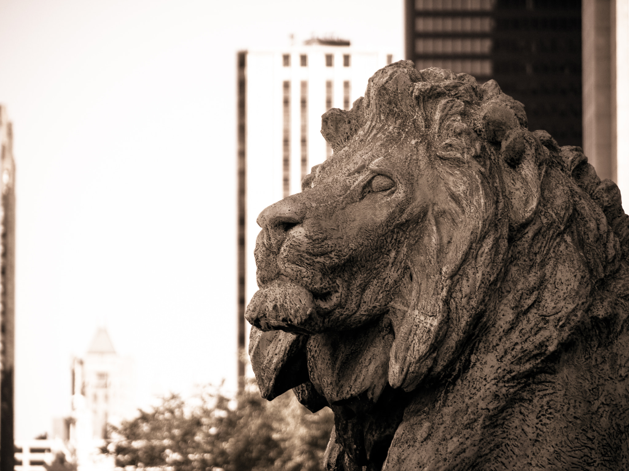 Panasonic Lumix G Vario 45-200mm F4-5.6 OIS sample photo. Lion about town photography