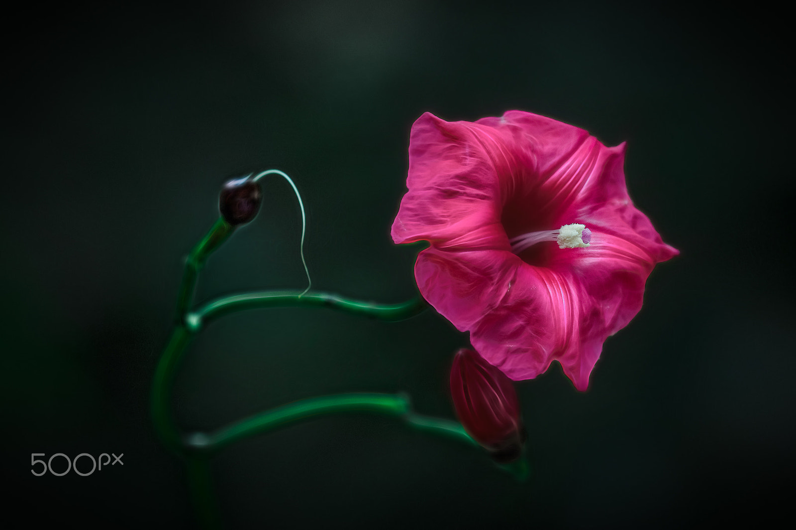 Canon EOS-1D X Mark II sample photo. Hibiscus photography