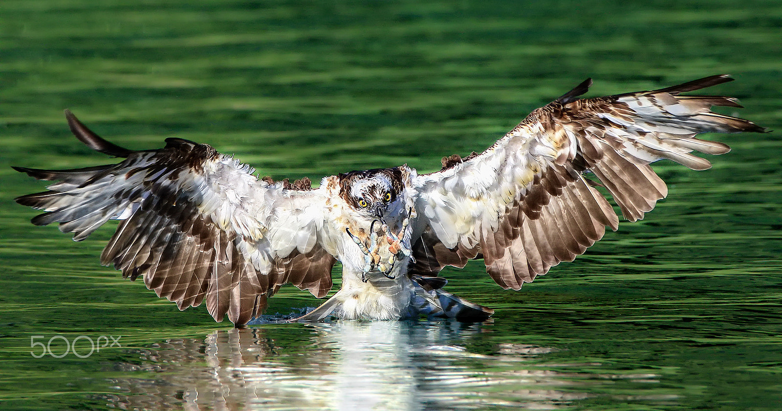 Canon EF 600mm f/4L IS sample photo. Osprey photography