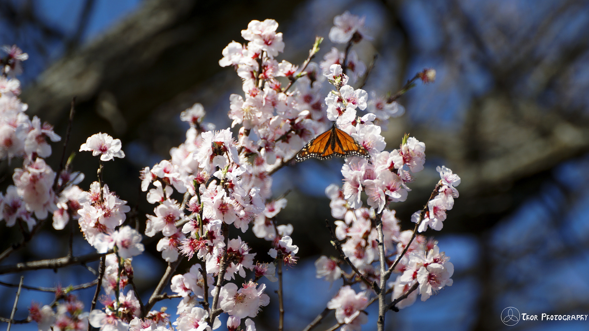 Sony SLT-A58 sample photo. Blooming butterfly photography