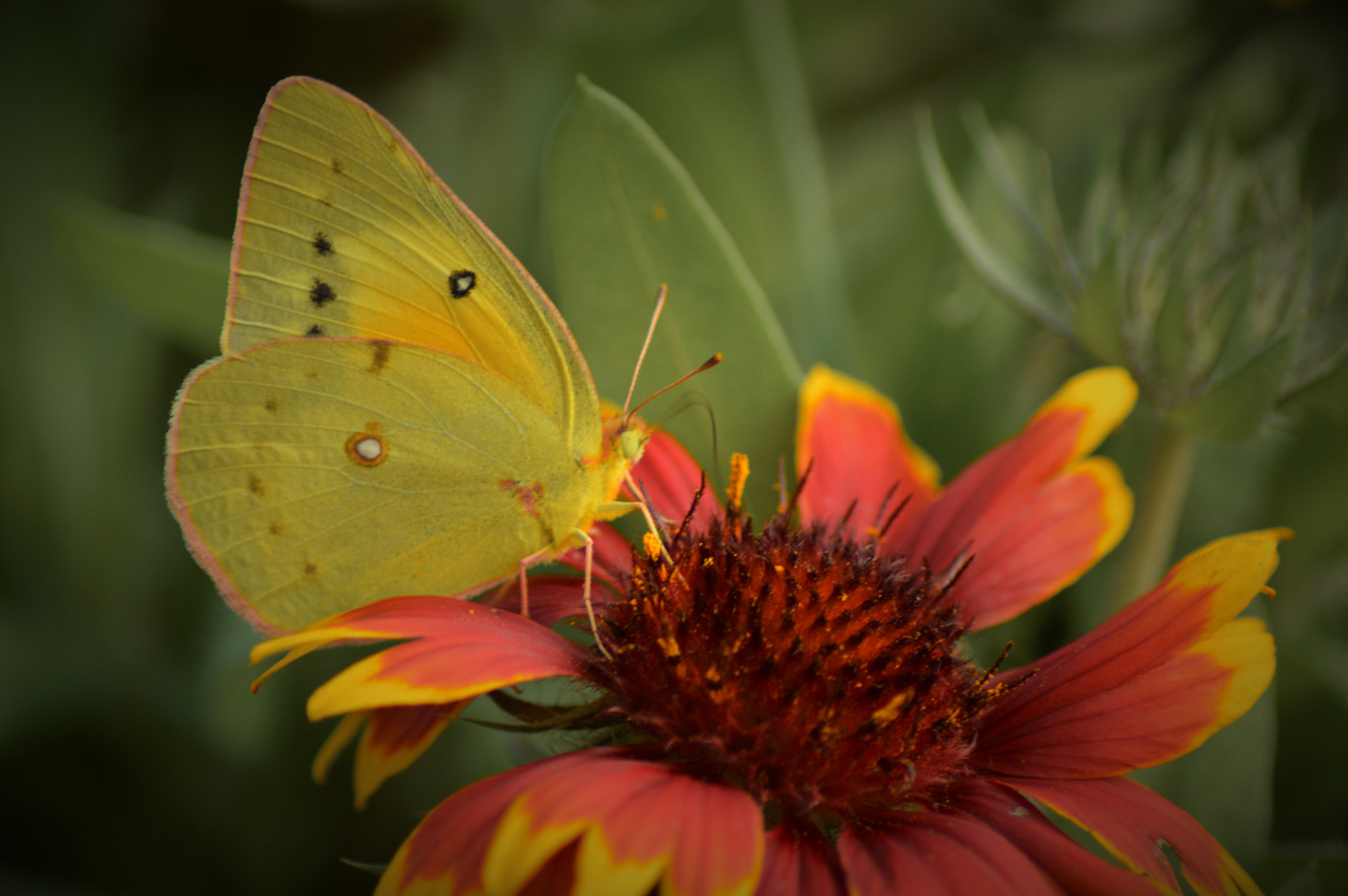 Nikon AF Nikkor 70-300mm F4-5.6G sample photo. Clouded sulpher photography