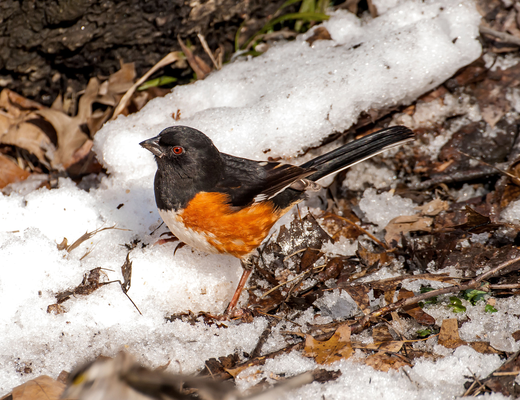 Nikon D200 sample photo. Eastern towhee photography