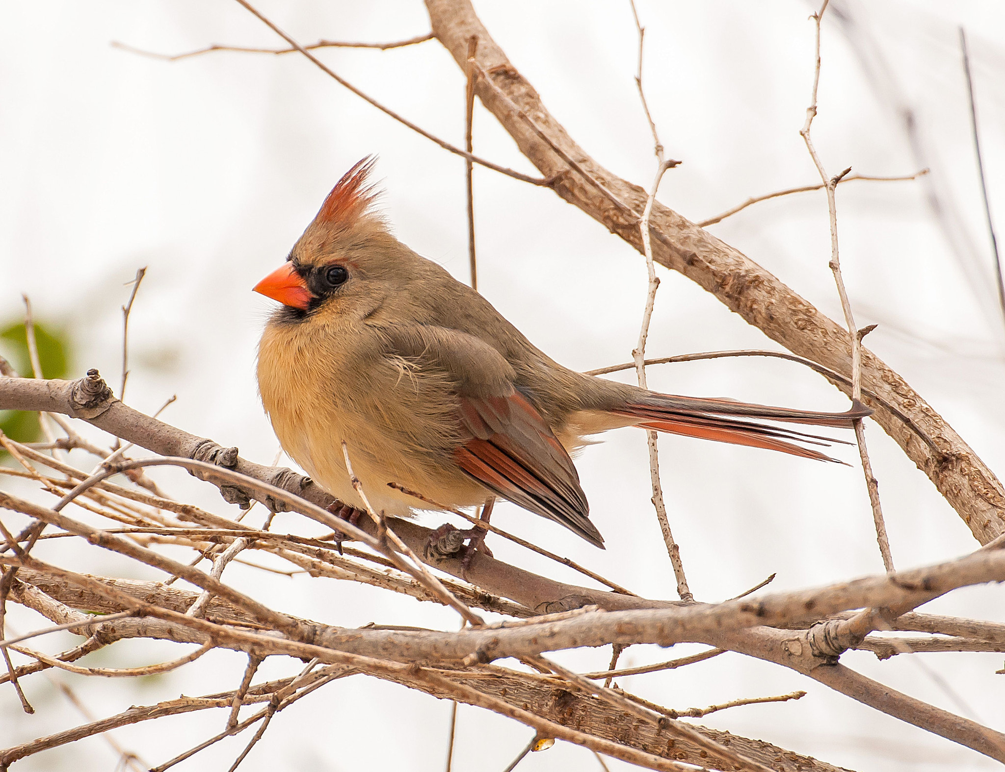 Nikon D200 sample photo. Female cardinal photography