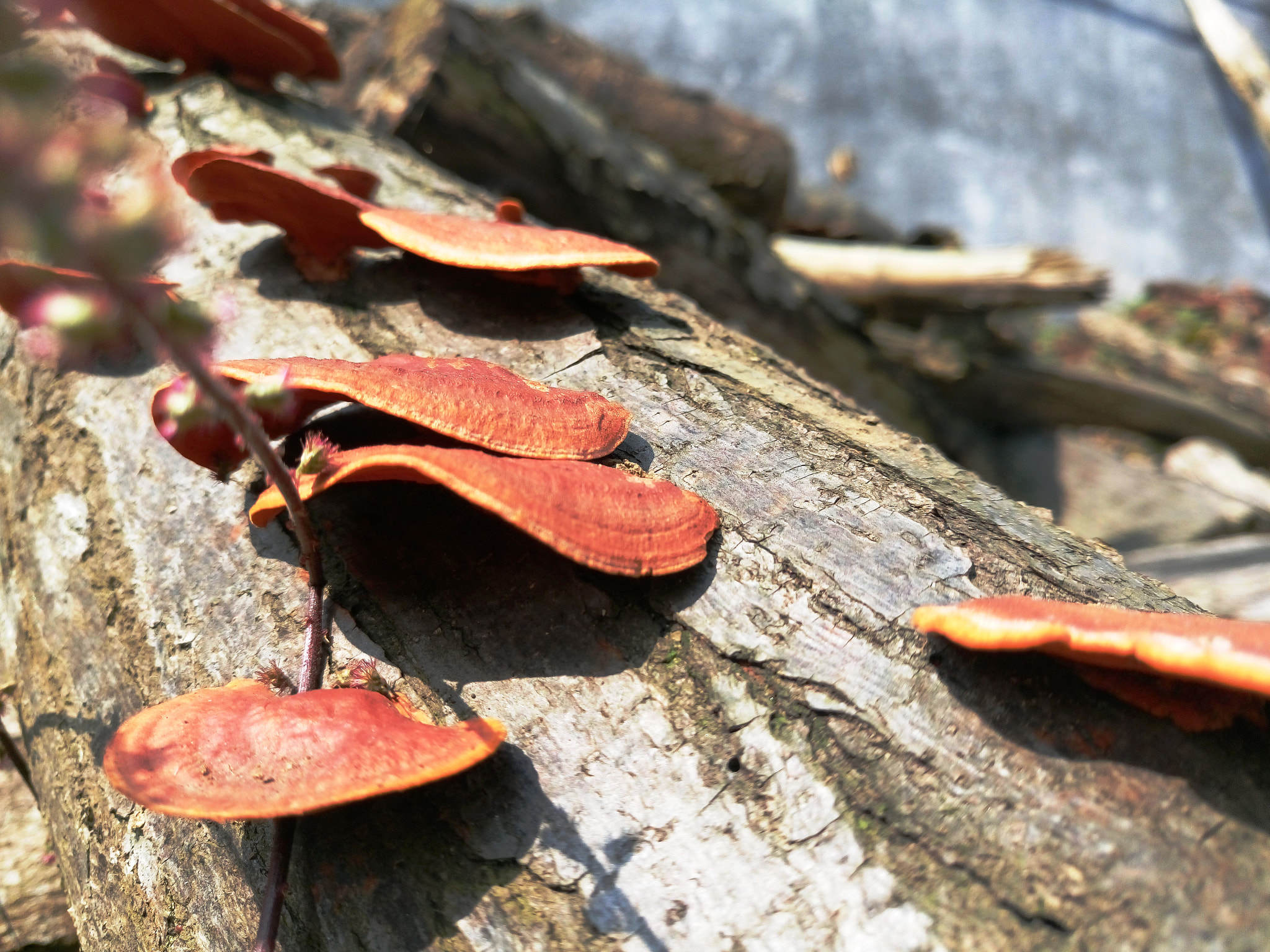 Sony Xperia M5 Dual sample photo. Mushroom log photography