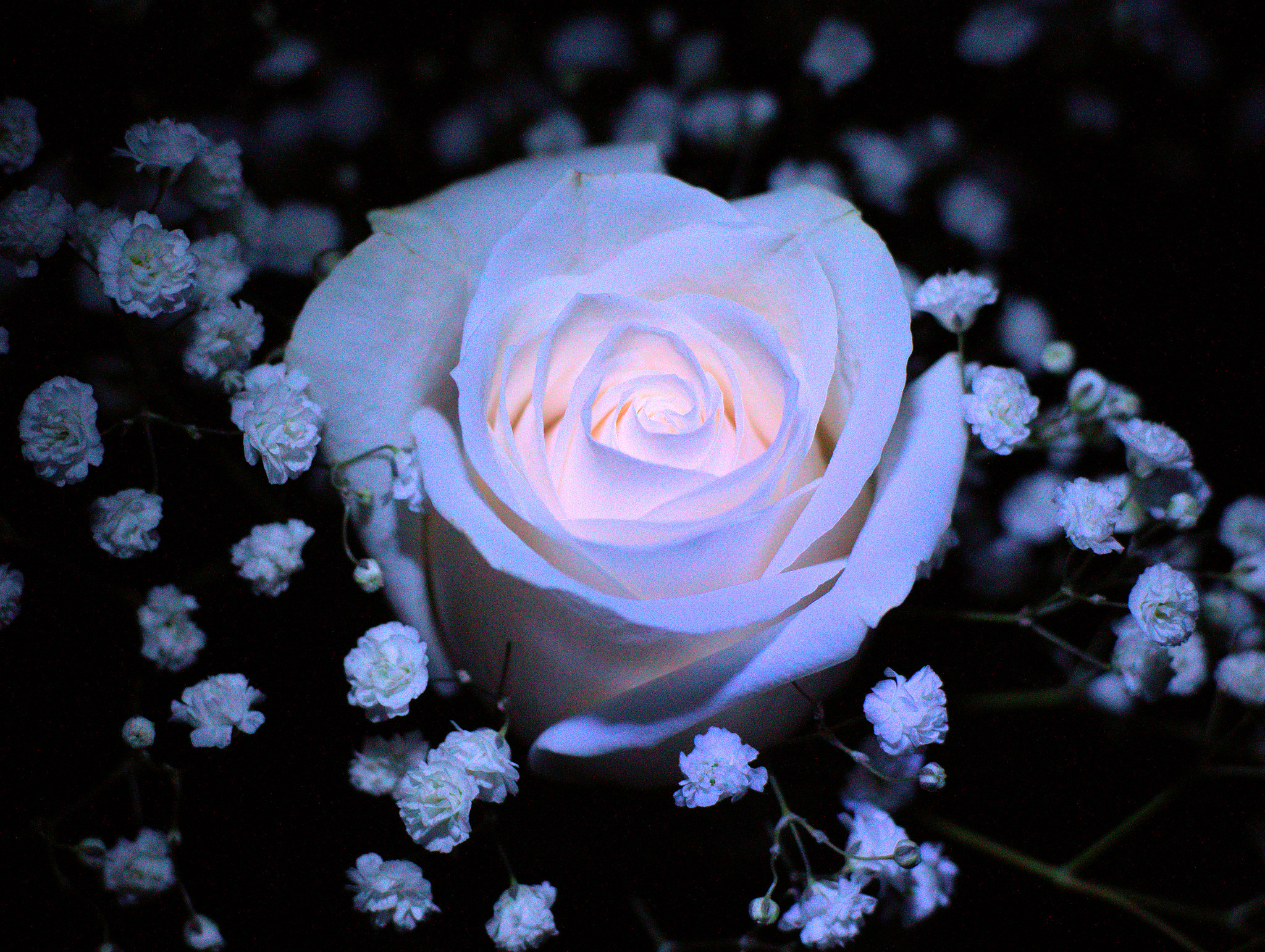 Sony SLT-A77 + Minolta AF 50mm F1.4 [New] sample photo. White rose & bb photography