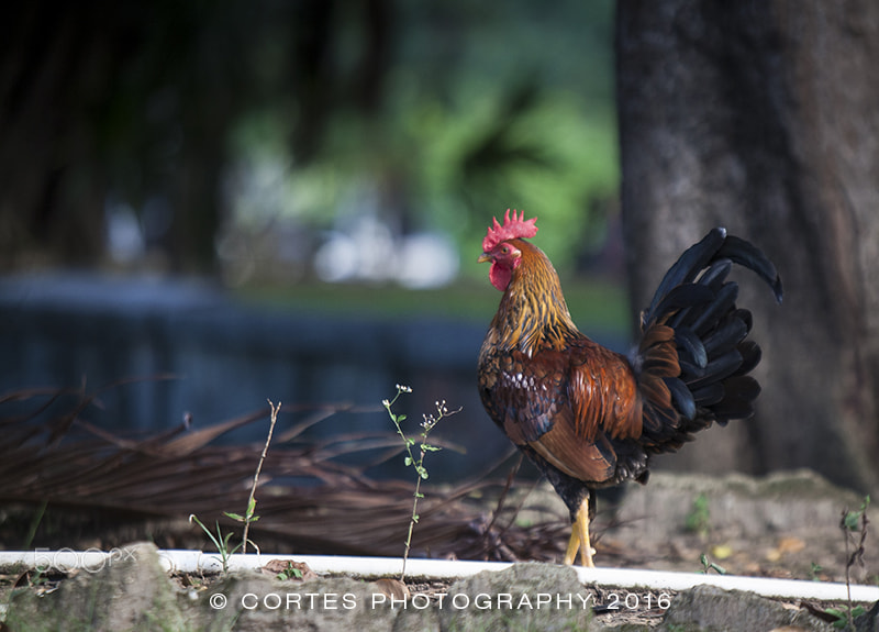 Canon EF 70-200mm F2.8L IS USM sample photo. Rooster copy photography