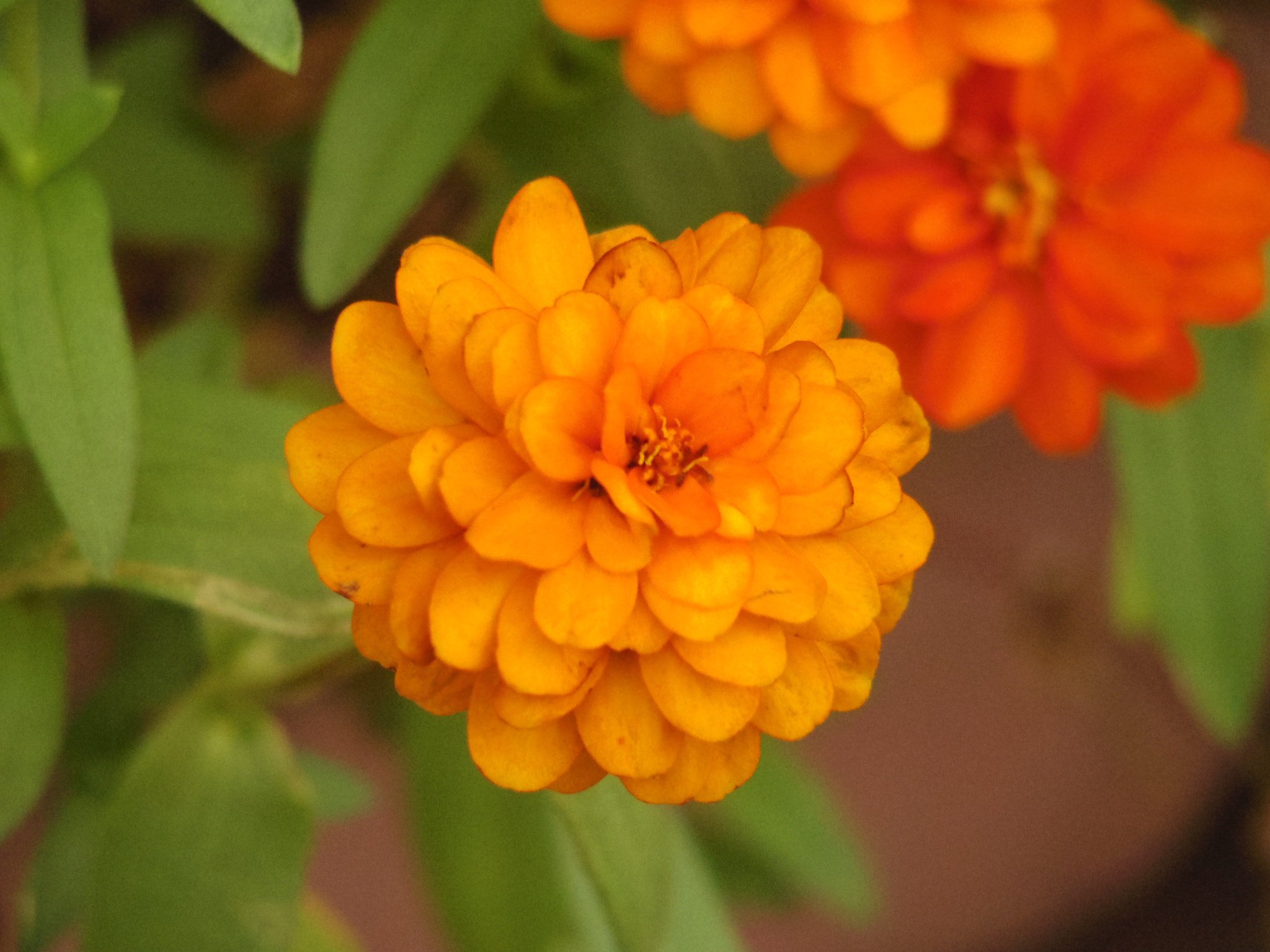 Pentax Q10 + Pentax 06 Telephoto 15-45mm sample photo. Tiny orange flower photography