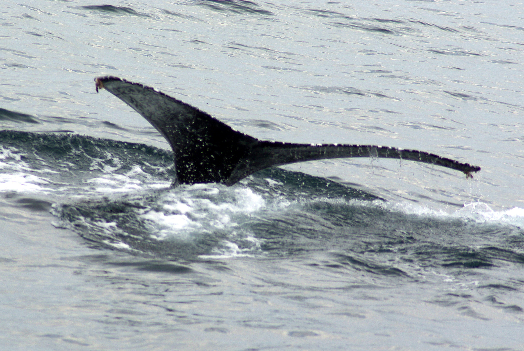 Pentax K10D sample photo. Humpback whale tail photography