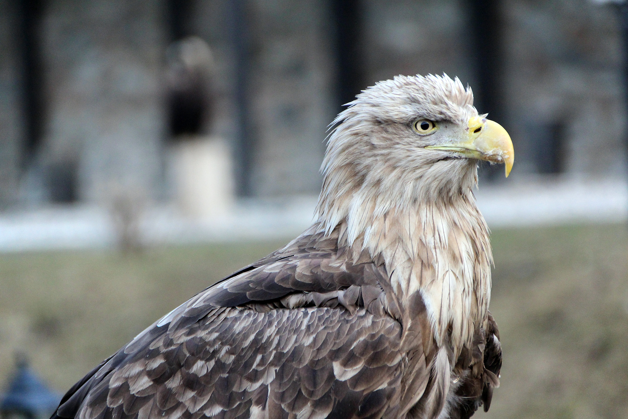 Sigma 18-250mm F3.5-6.3 DC OS HSM sample photo. Elder eagle photography