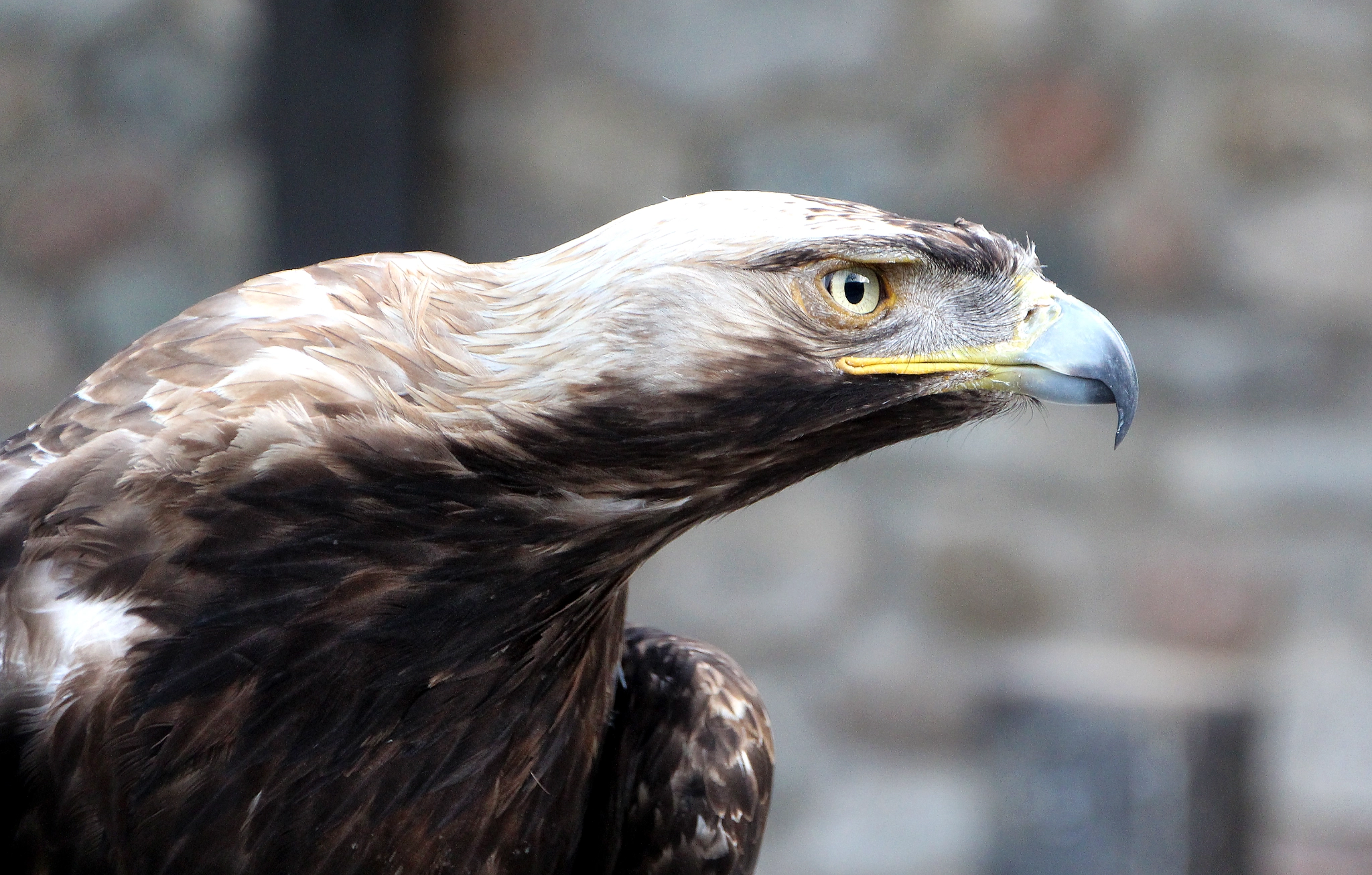 Sigma 18-250mm F3.5-6.3 DC OS HSM sample photo. The lookout photography